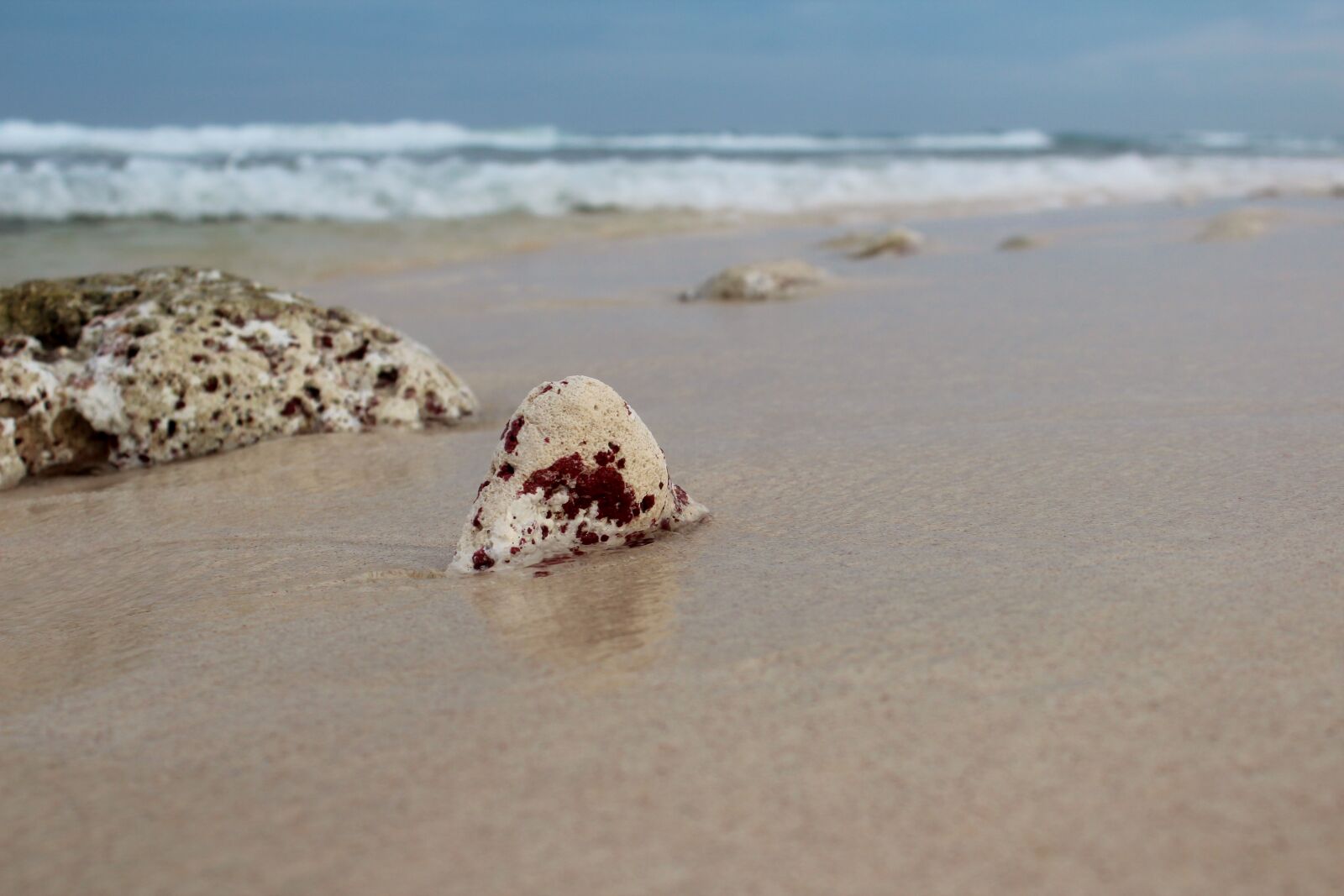 Canon EOS 600D (Rebel EOS T3i / EOS Kiss X5) sample photo. Beach, beachlife, corals, oceanshore photography