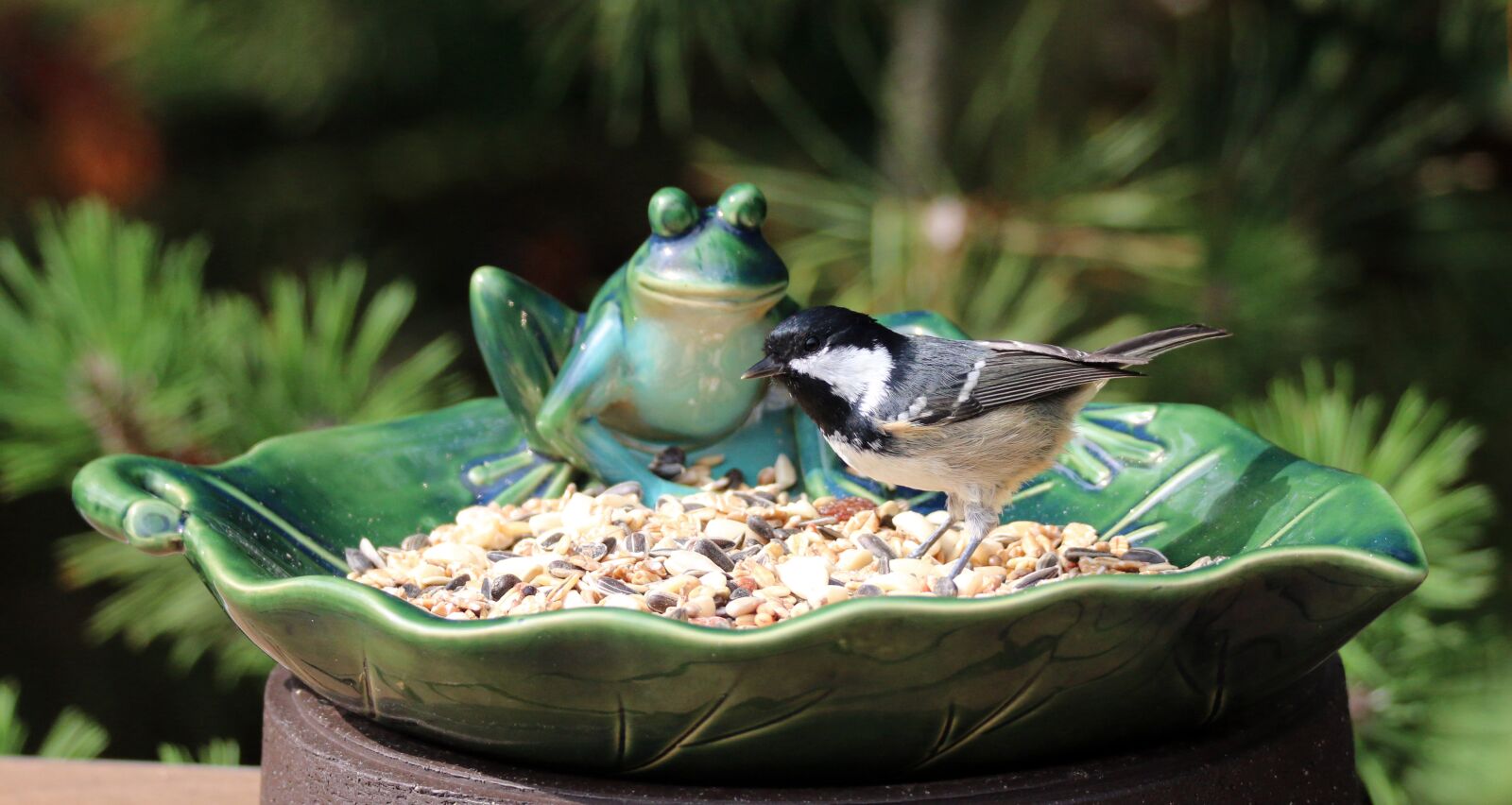 Canon EOS 70D sample photo. Coal tit, bird, cereals photography