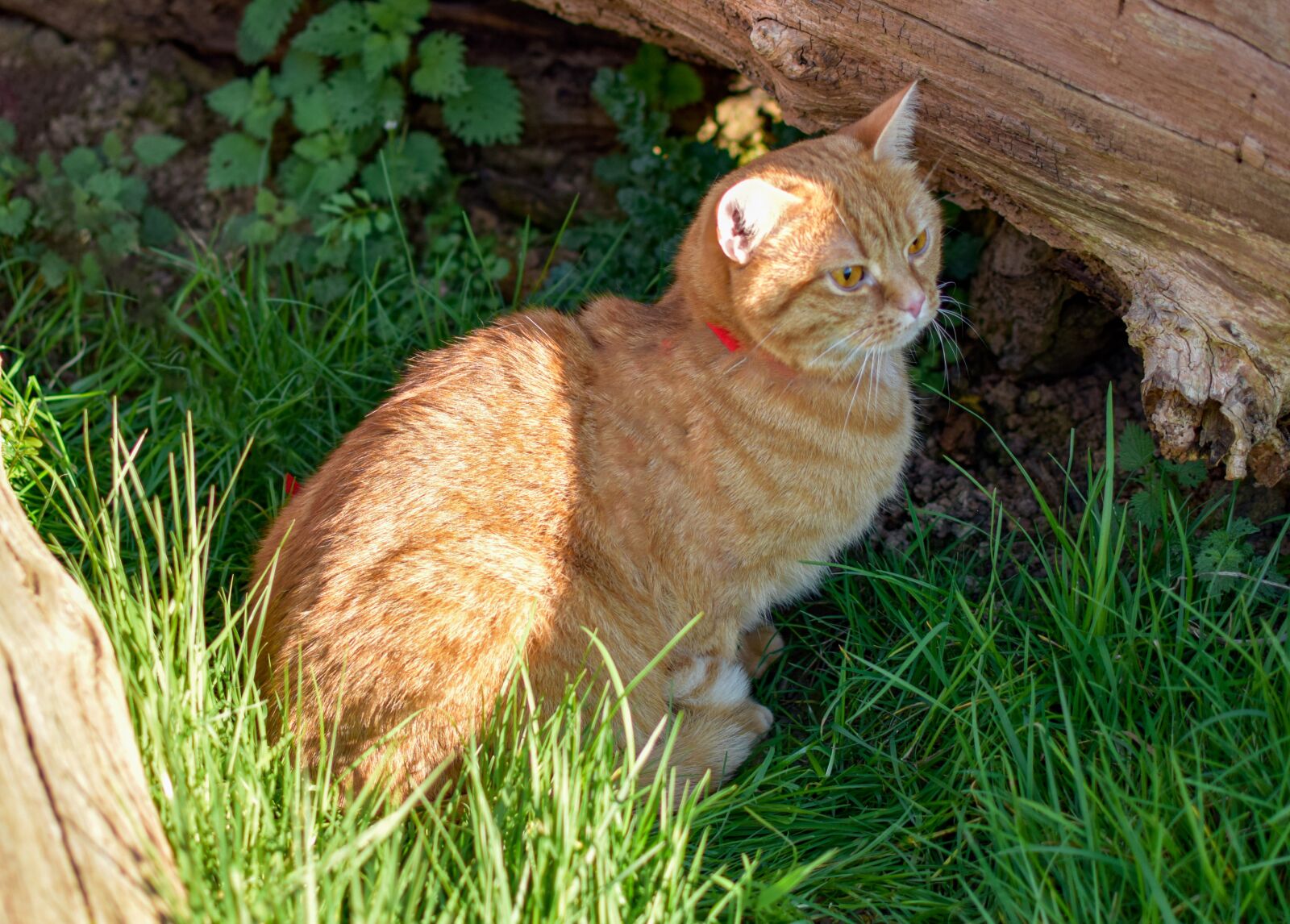 Nikon D5300 sample photo. Cat, red, nice photography