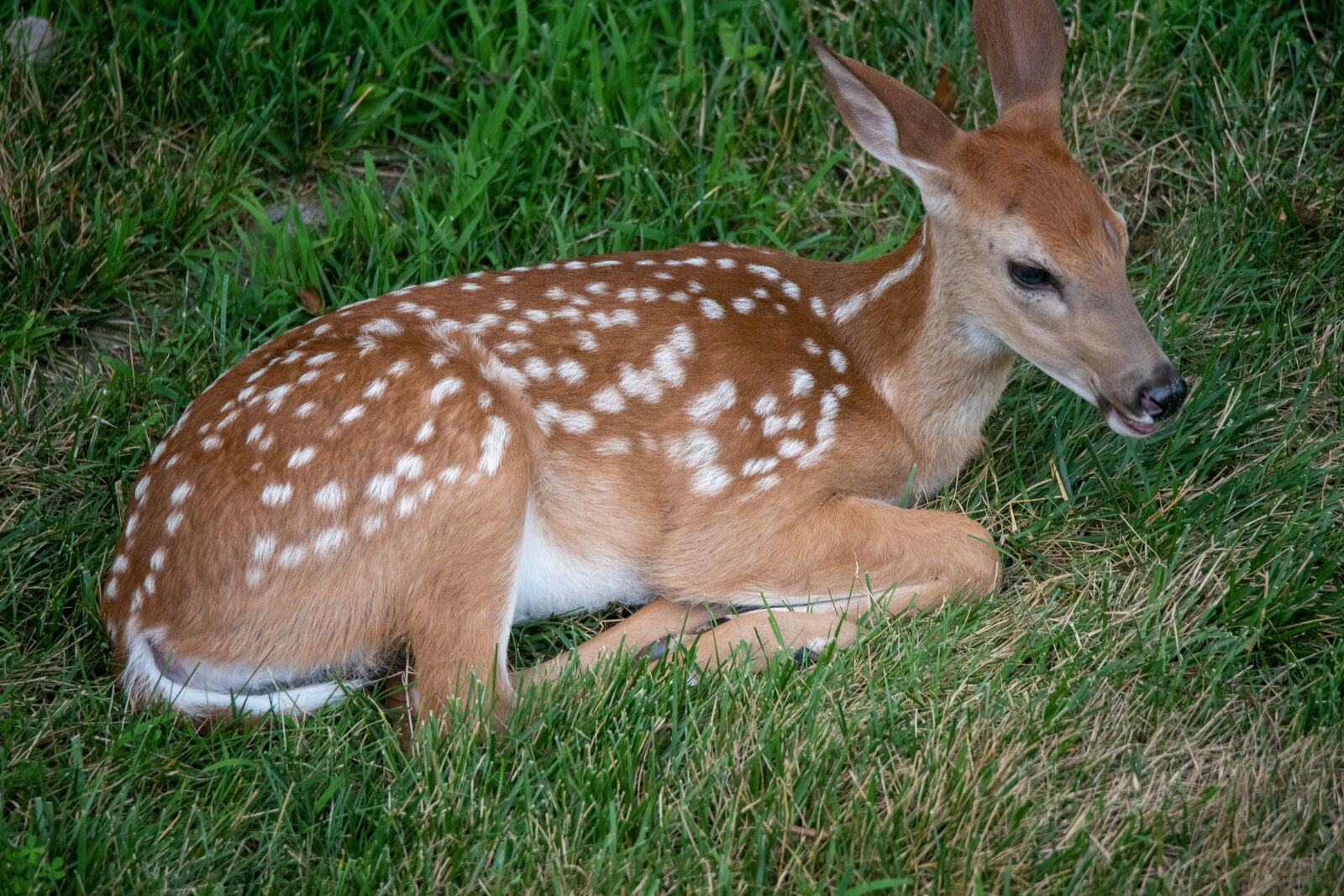 Nikon D750 sample photo. Deer, fawn, whitetail photography