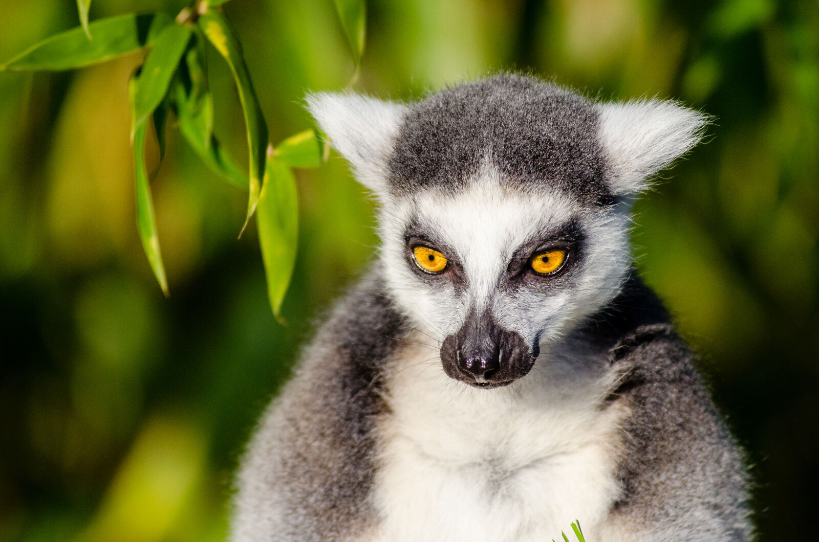 AF Zoom-Nikkor 80-200mm f/2.8 ED sample photo. Gray, and, white, lemur photography