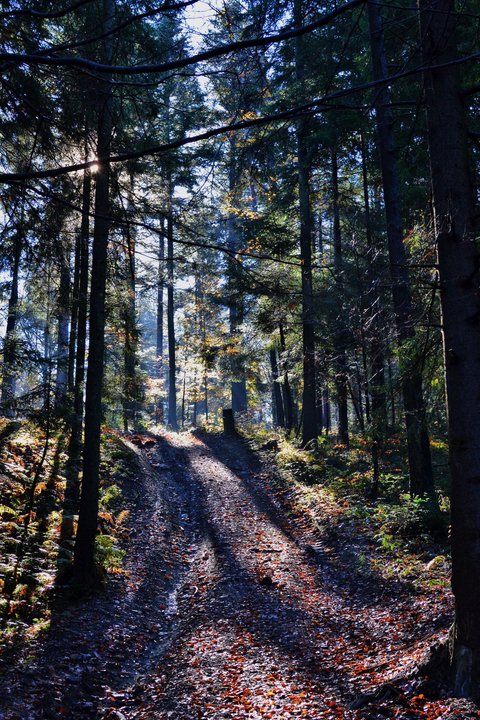 Nikon D3100 sample photo. Forest, nature, outdoors photography