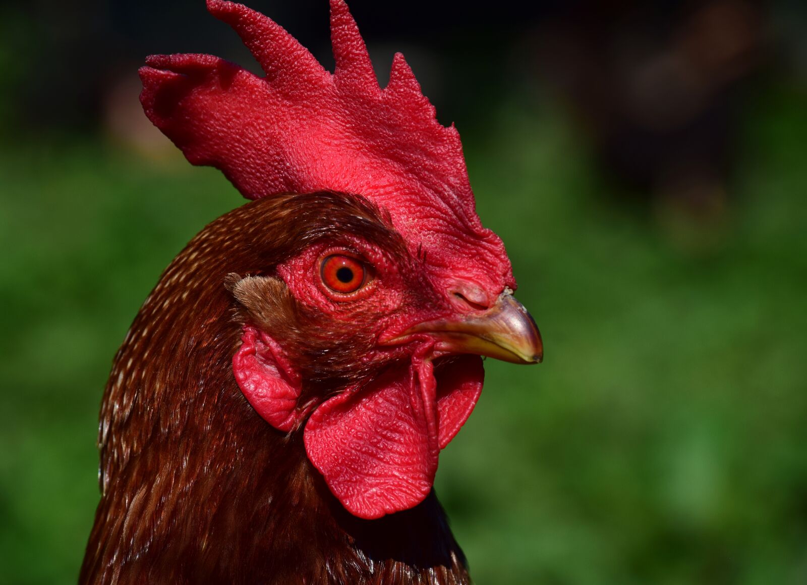 Nikon D3300 sample photo. Hahn, gockel, poultry photography