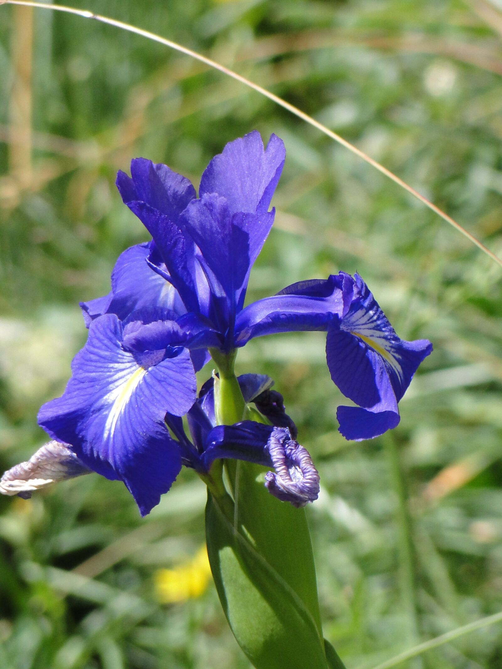 Sony Cyber-shot DSC-HX1 sample photo. Iris, nature, blue photography