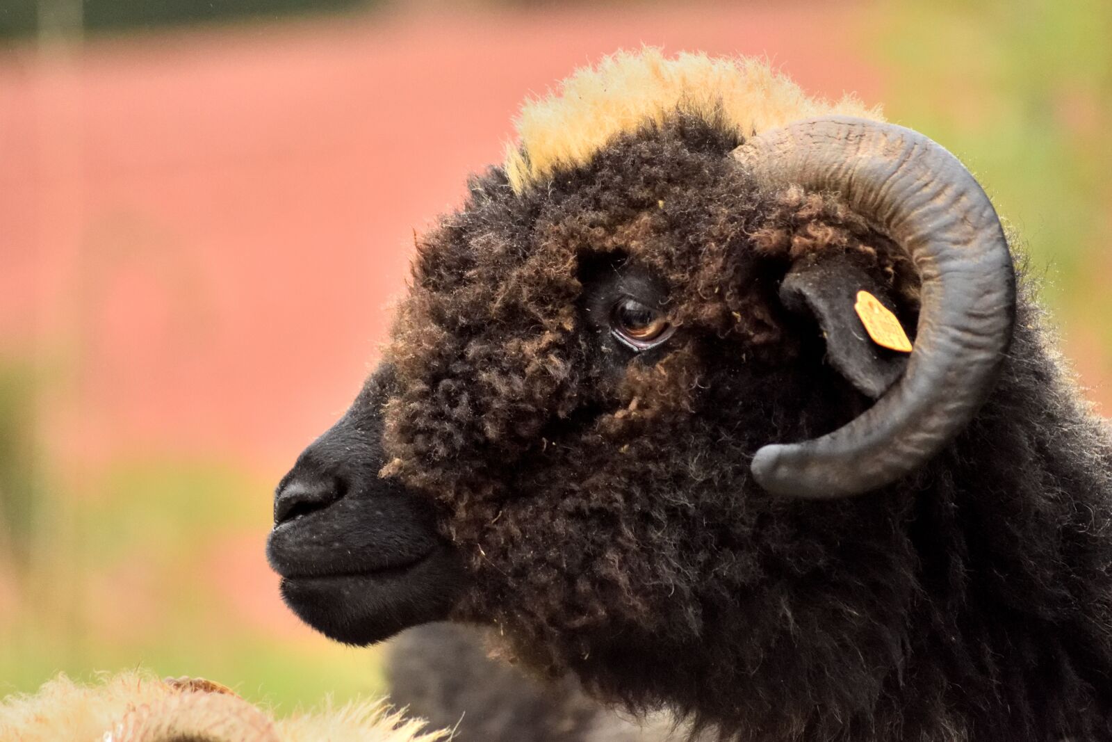 Nikon D3300 sample photo. Sheep, ram, horns photography