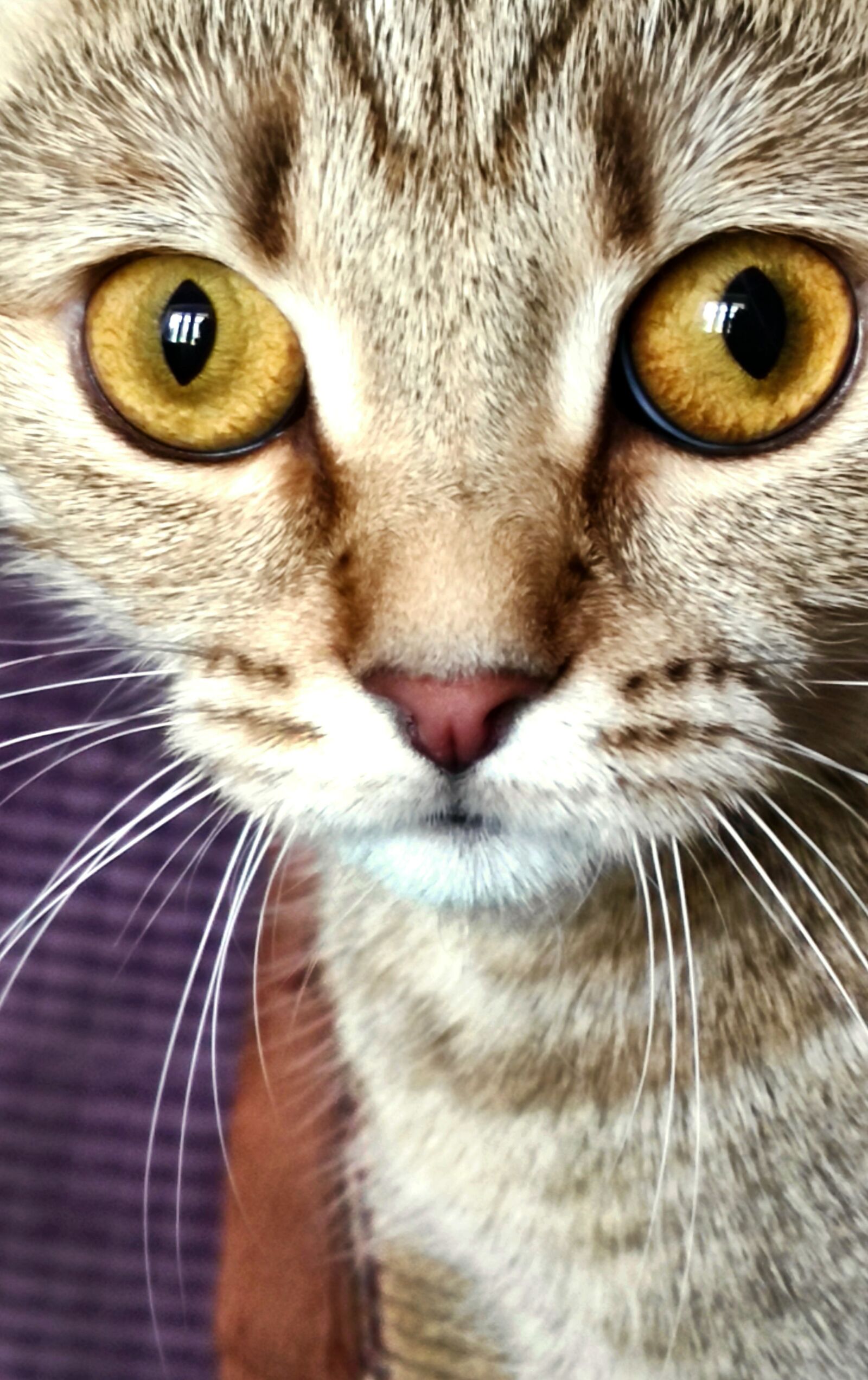 Xiaomi Redmi Note 9 Pro sample photo. кошка, глаза, удивление photography
