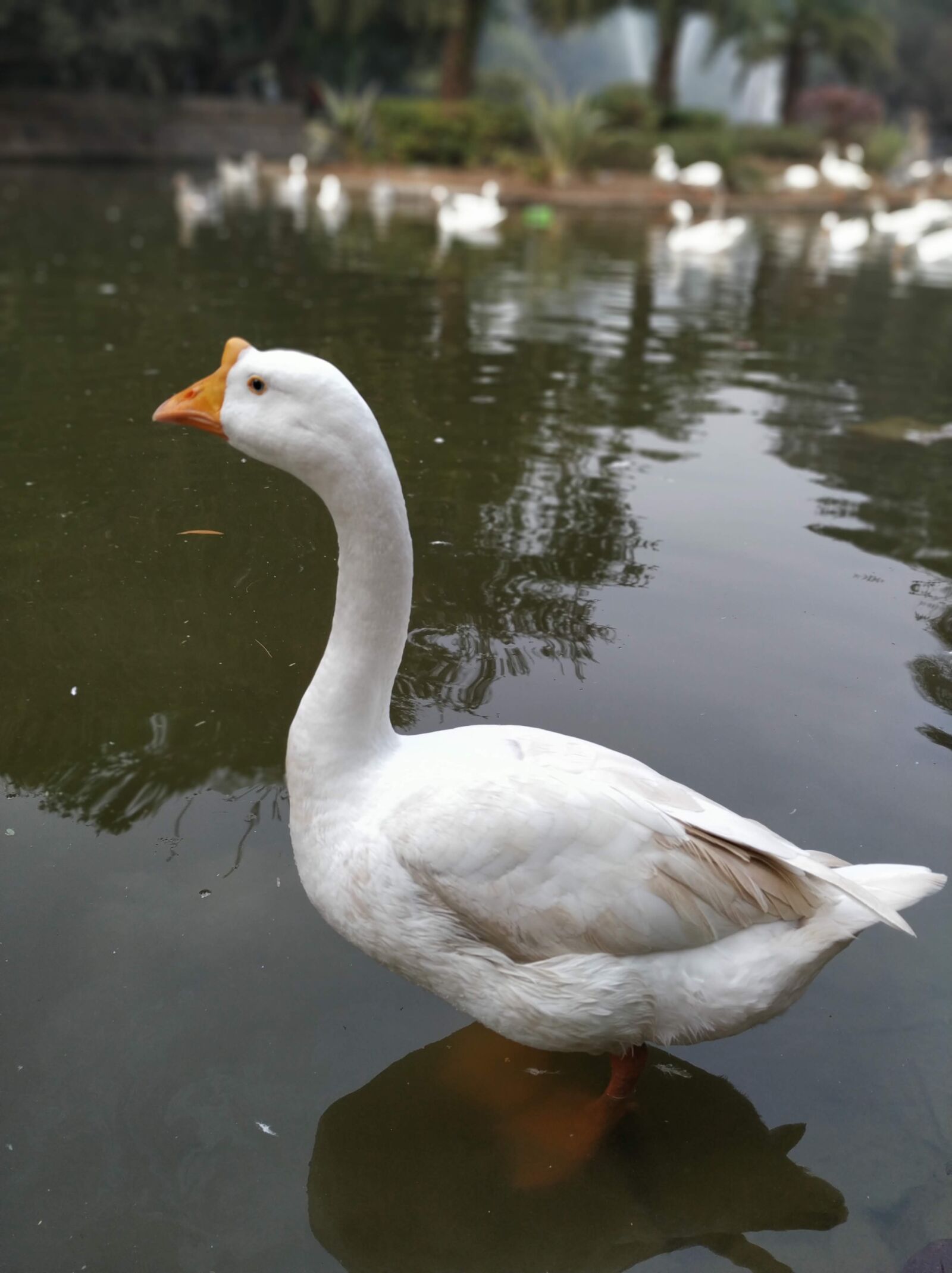 Xiaomi Mi A2 sample photo. Duck, pond, water photography