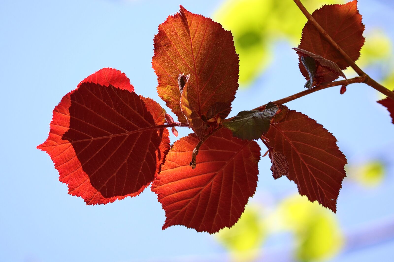 Canon EOS 200D (EOS Rebel SL2 / EOS Kiss X9) sample photo. Hazelnut, leaves, light on photography