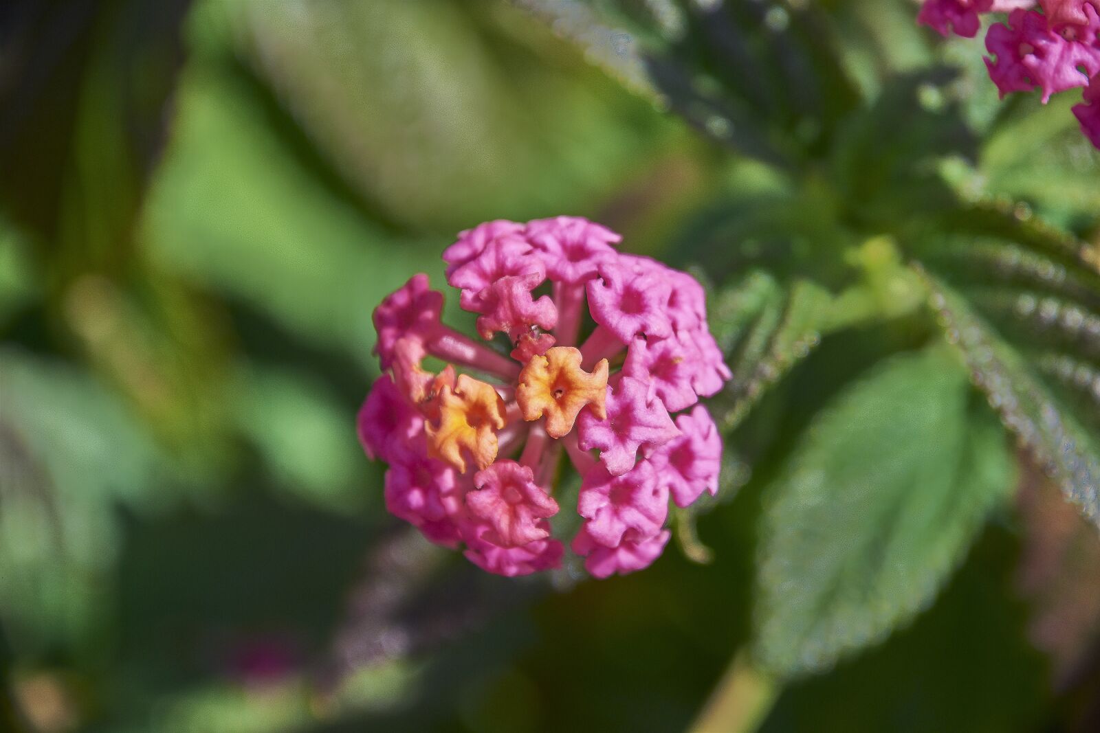 Nikon D7200 sample photo. Flower, garden, plant photography