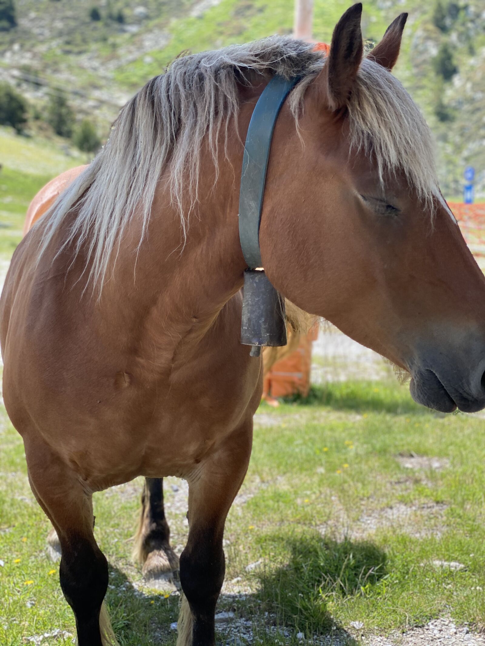 Apple iPhone 11 Pro Max sample photo. Horse, walk, nature photography