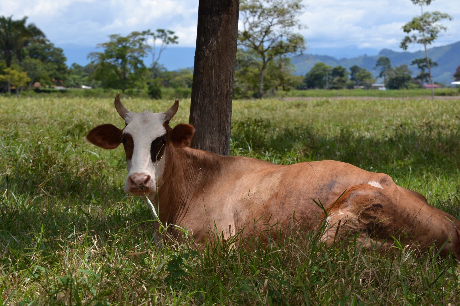 Nikon D3100 sample photo. Animal, cow, cattle photography