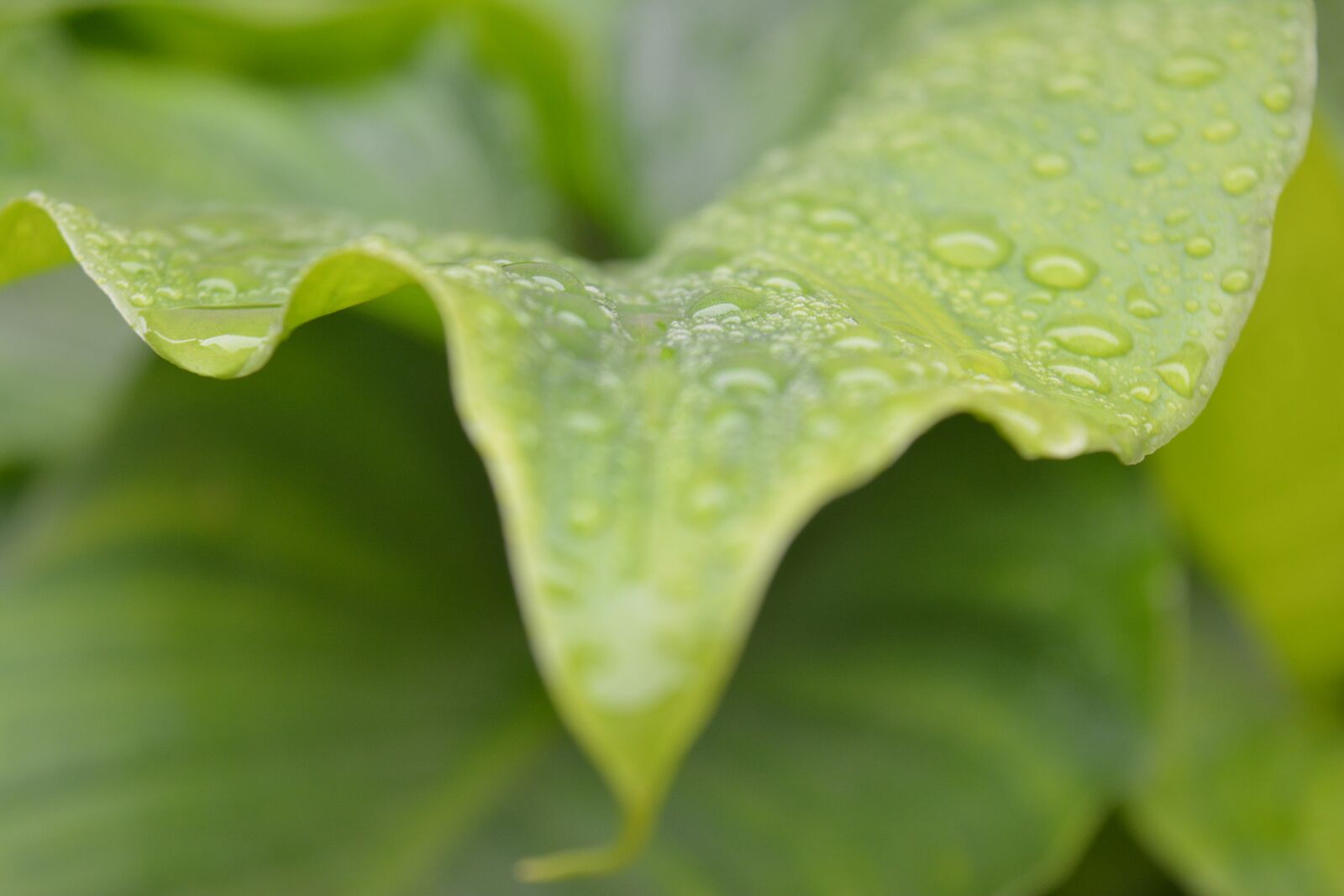 Nikon D5200 sample photo. Leaf, green, sprinkled photography