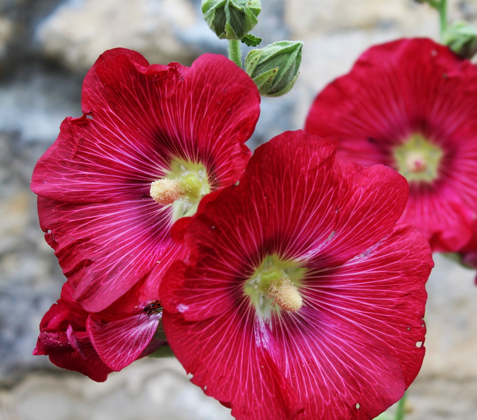 Canon EOS 1200D (EOS Rebel T5 / EOS Kiss X70 / EOS Hi) sample photo. Hollyhock, passerose, pink photography