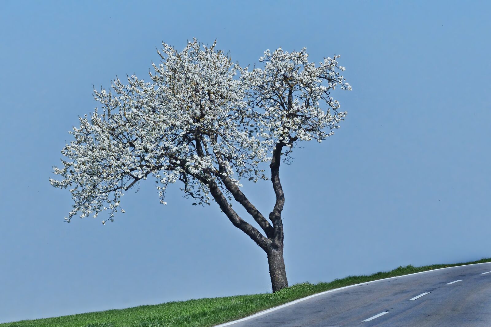 Panasonic Lumix DMC-FZ200 sample photo. Tree, season, flourishing tree photography