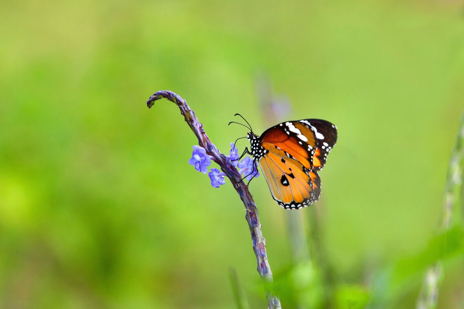 Canon EOS 5D Mark II sample photo. Butterfly, blue flowers, suck photography