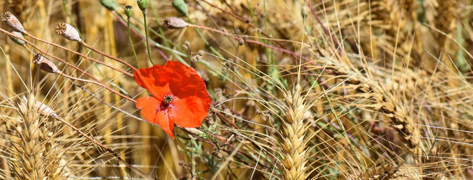 Nikon D7200 sample photo. Nature, poppy, flower photography