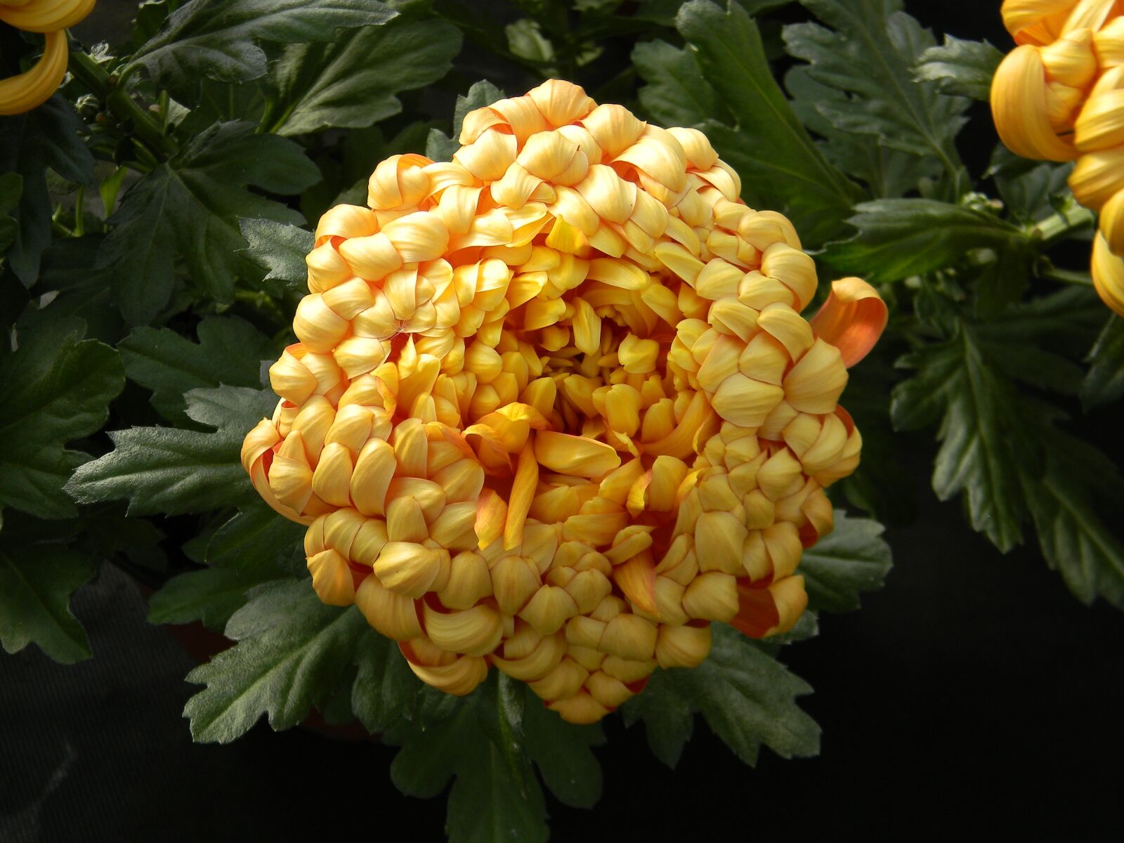 Nikon Coolpix L110 sample photo. Chrysanthemum, single, bloom photography