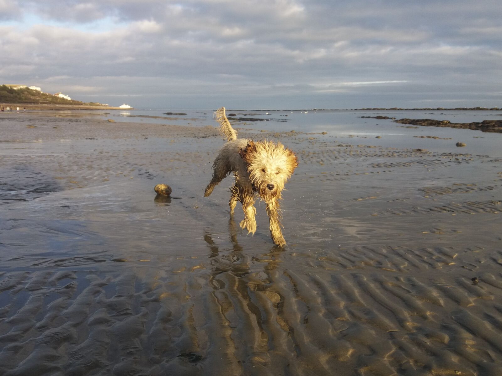 Samsung Galaxy J5(2016) sample photo. Beach, dog, water photography