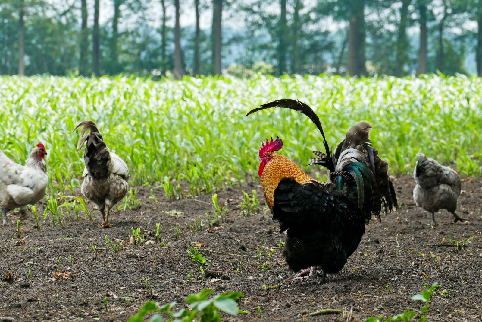 Panasonic Lumix DMC-FZ1000 sample photo. Chicken, chickens, haan photography