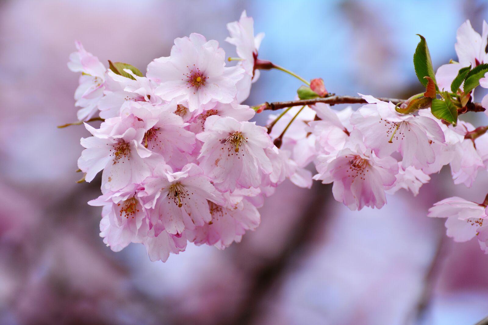 Nikon D5200 sample photo. Cherry blossoms, japanese cherry photography