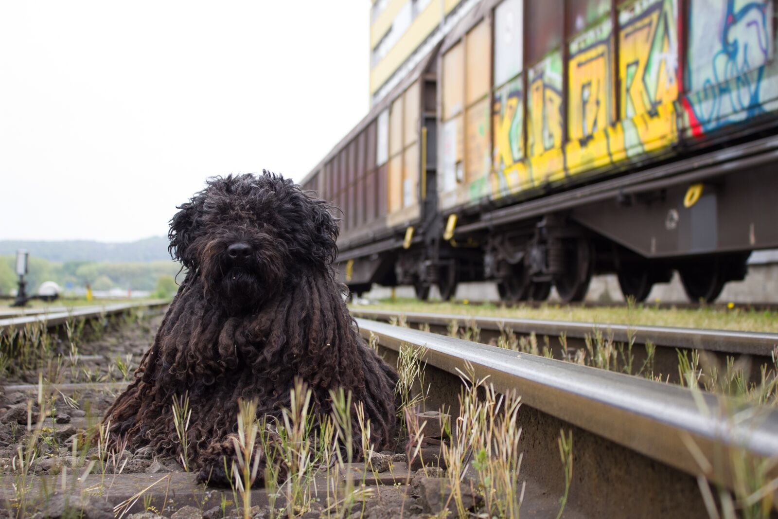 Canon EOS 600D (Rebel EOS T3i / EOS Kiss X5) sample photo. Dog, railway, train photography