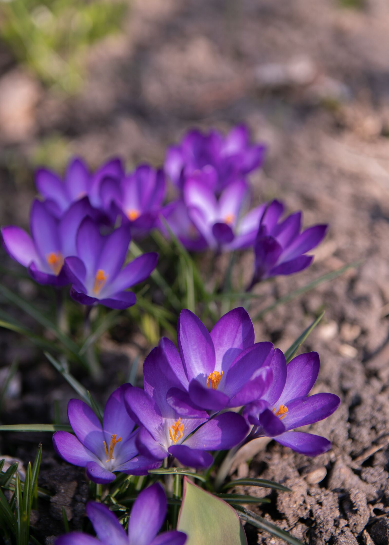 Canon EOS 5D Mark IV sample photo. Flower, plant, blue photography