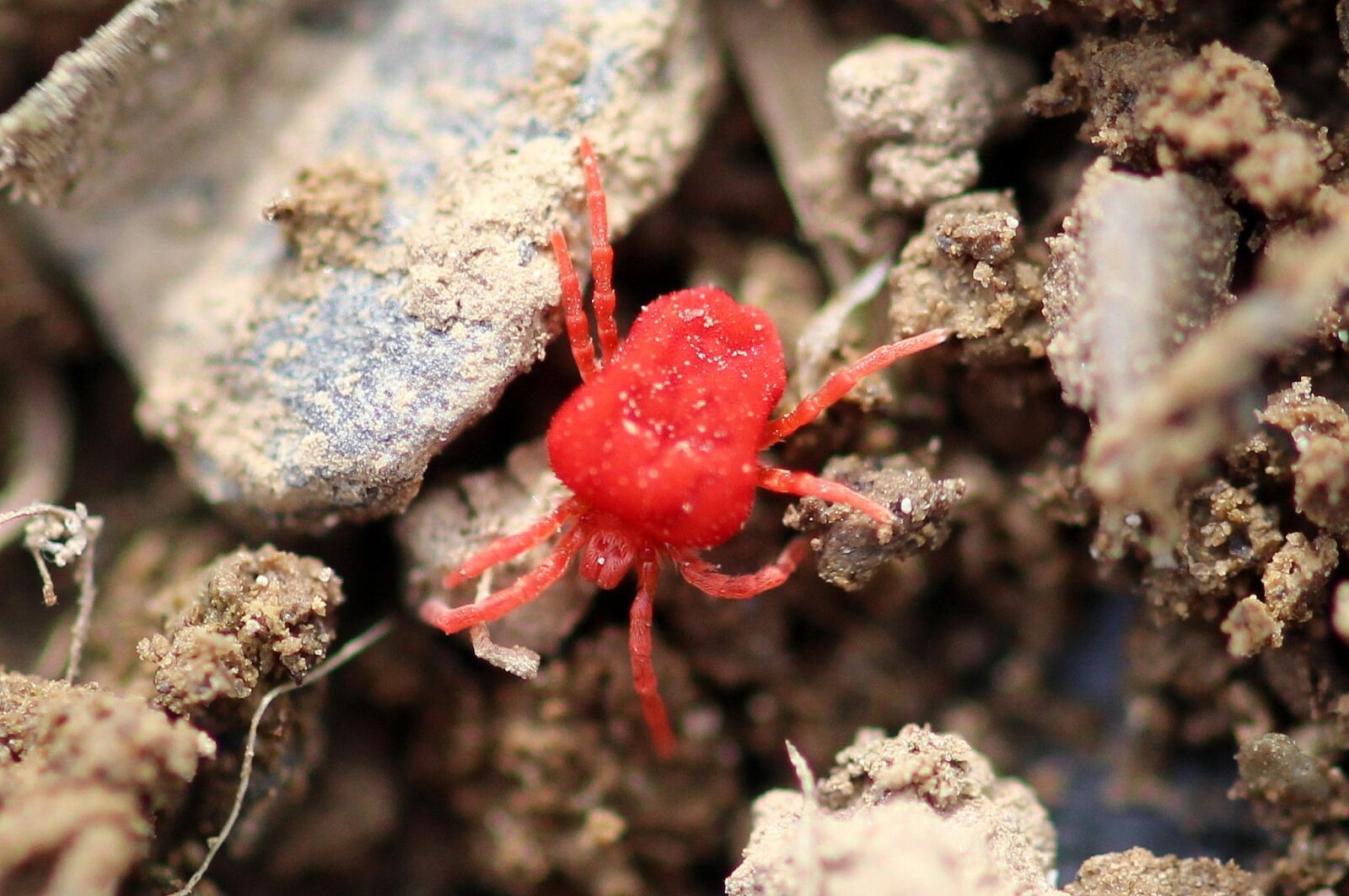 Canon EOS 650D (EOS Rebel T4i / EOS Kiss X6i) sample photo. Mite, red velvet mite photography