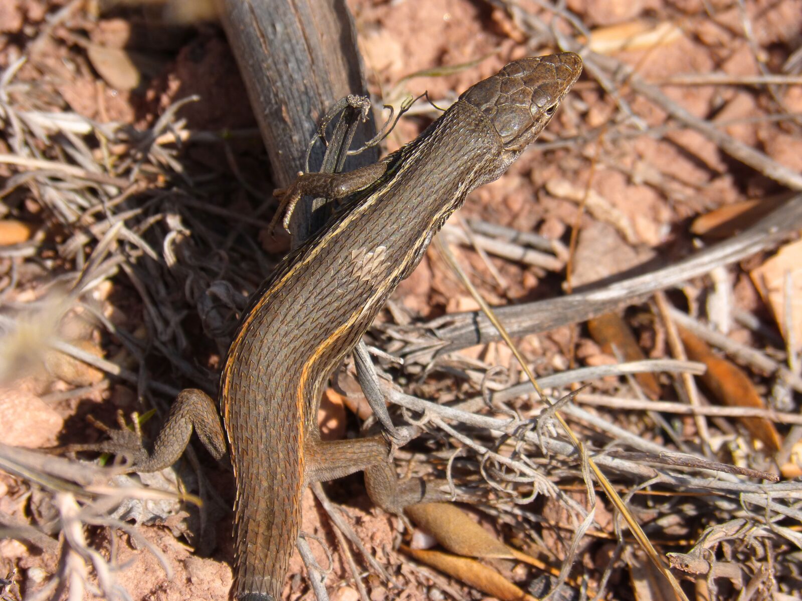 Panasonic DMC-FZ62 sample photo. Lizard, sargantana, detail photography