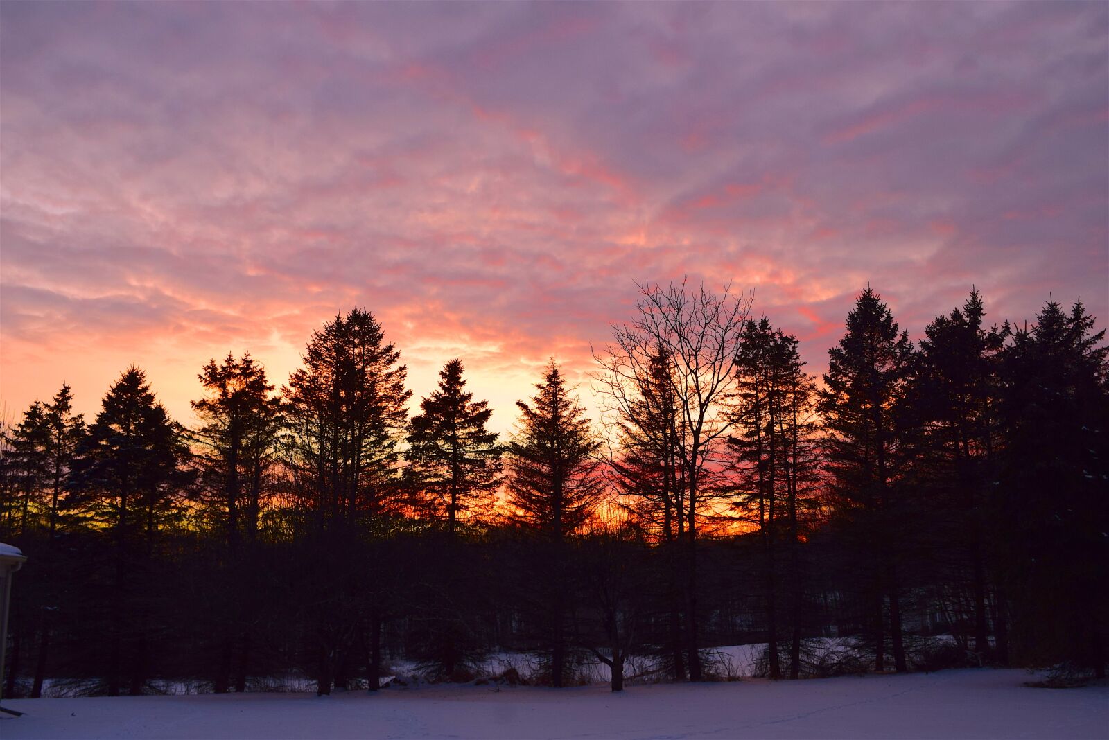 Nikon D3300 sample photo. Sunset, trees, light photography