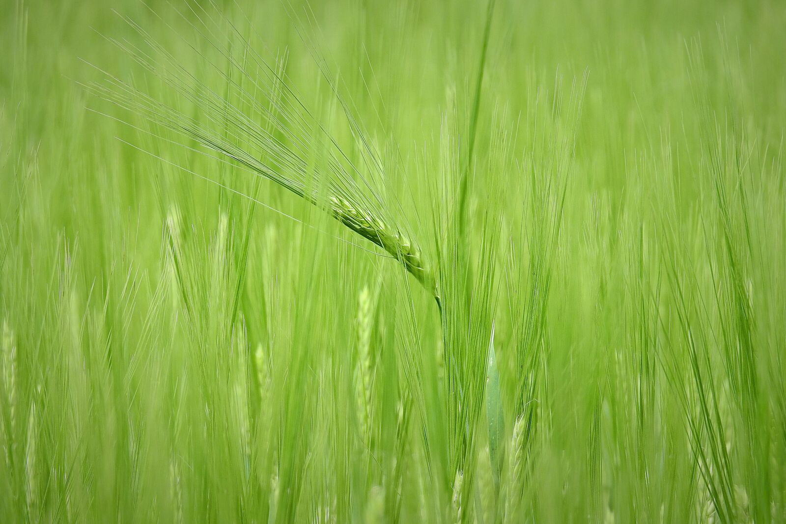Nikon Coolpix P900 sample photo. Corn, agriculture, field photography