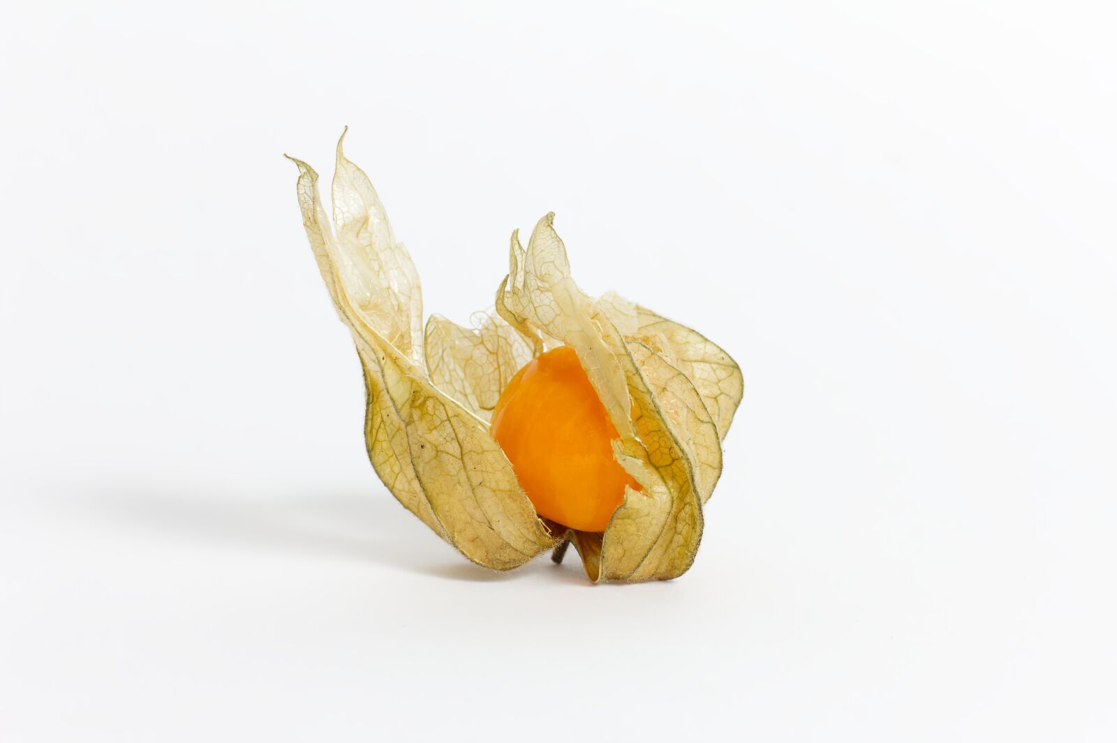 Canon EOS 550D (EOS Rebel T2i / EOS Kiss X4) + Canon EF 50mm F1.8 STM sample photo. Physalis, fruit, cape gooseberry photography