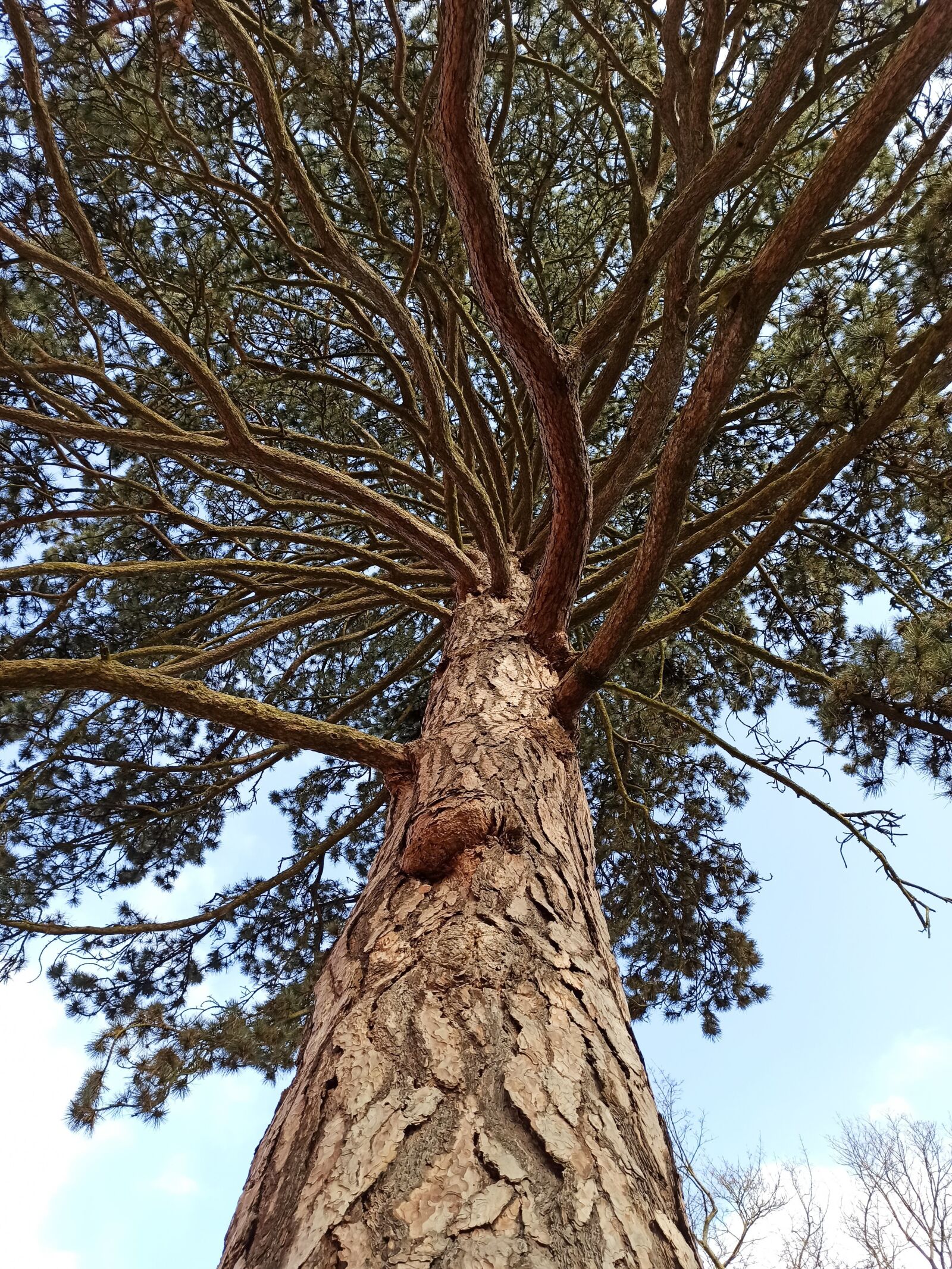 Xiaomi Redmi Note 8 Pro sample photo. Pine, tree, nature photography