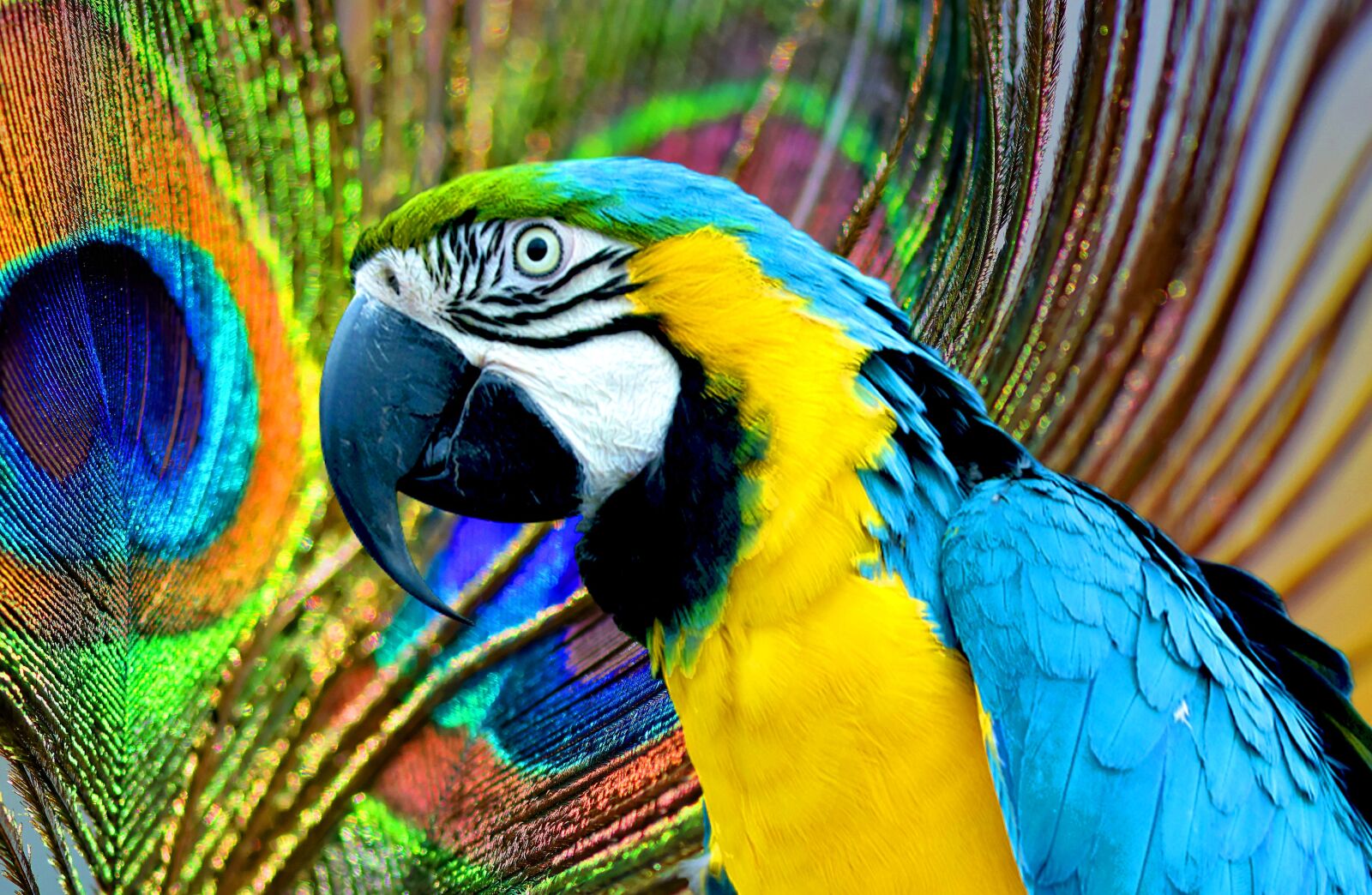 Nikon D7200 sample photo. Parrot, ara, peacock photography