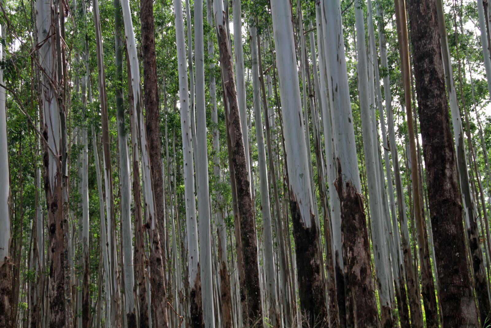 Canon EOS 7D sample photo. Trunks, woods, forest photography