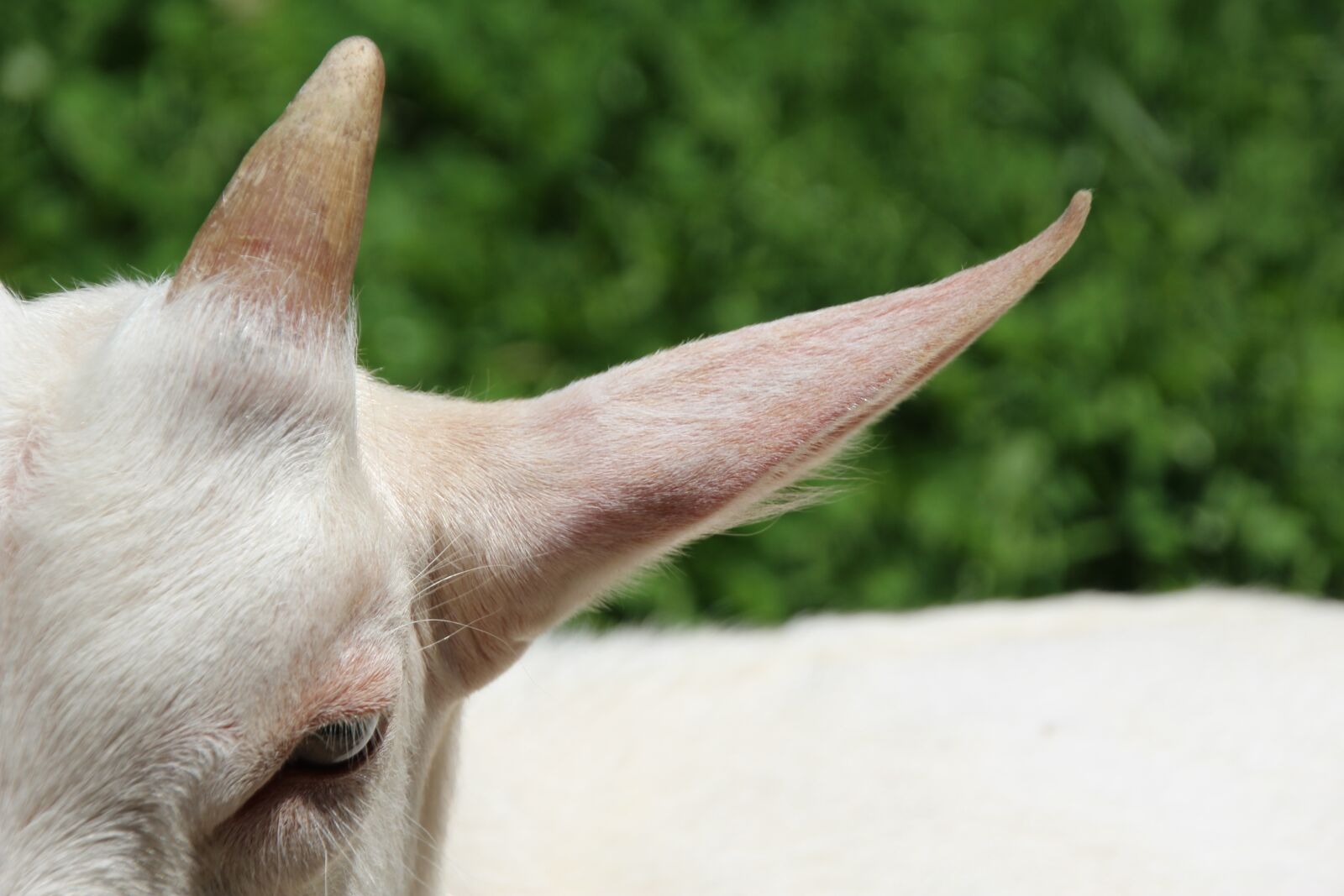 Canon EOS 1200D (EOS Rebel T5 / EOS Kiss X70 / EOS Hi) sample photo. Goat, white, horns photography