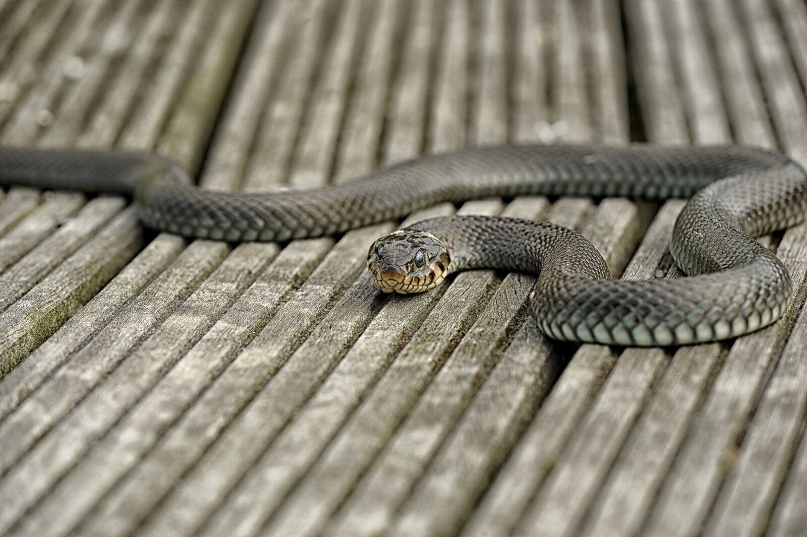 Nikon D3S sample photo. Snake, nature, reptile photography