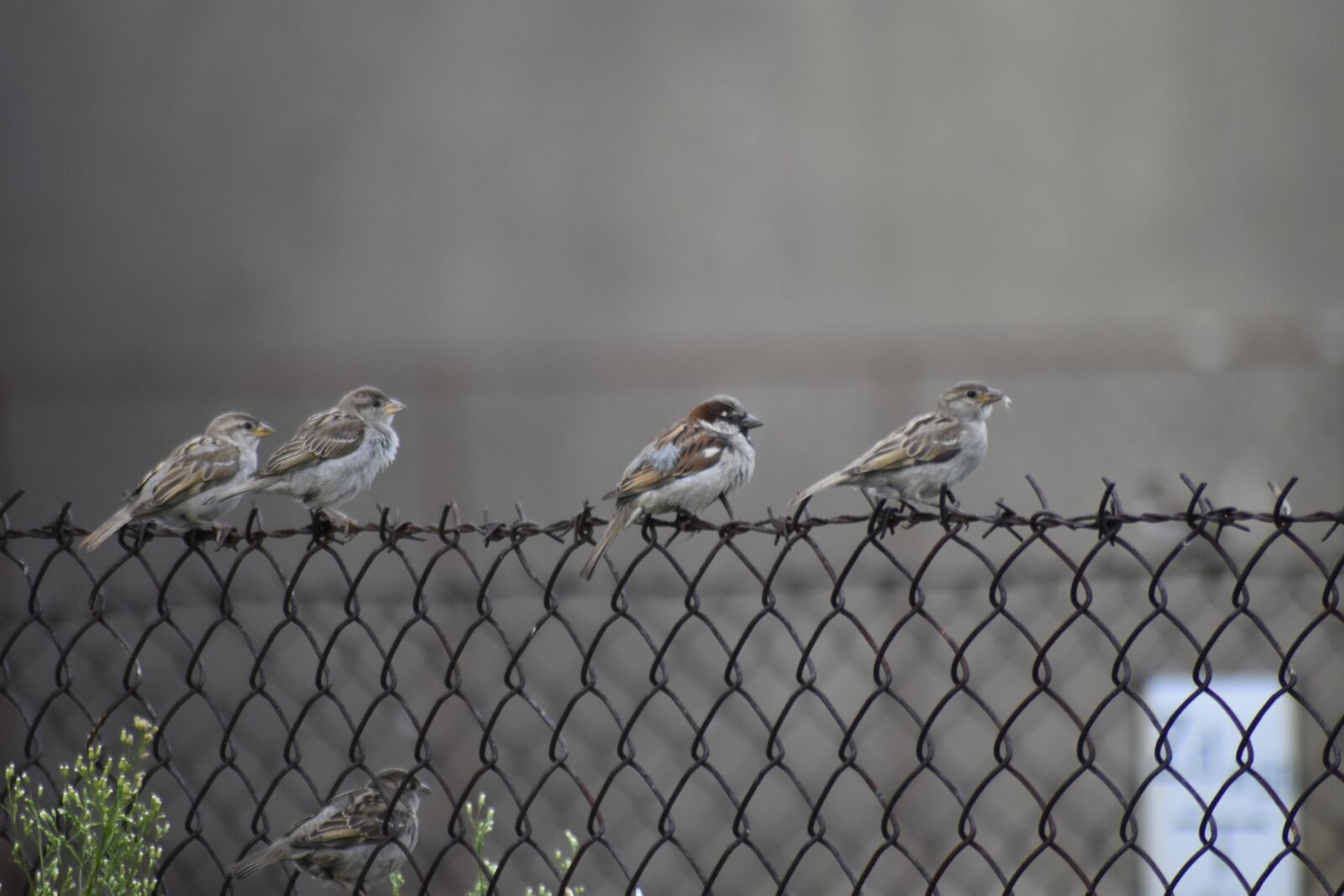 Nikon D7200 sample photo. The sparrow, the fence photography