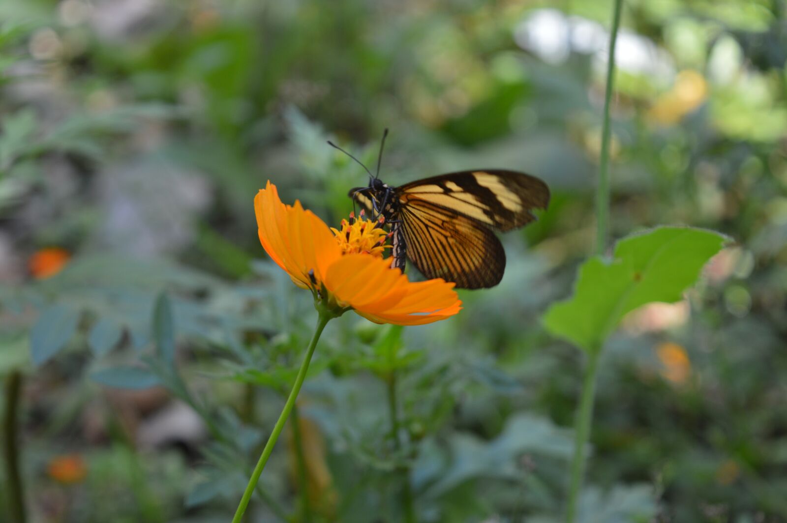 Nikon D3200 sample photo. Flower, flowers, nature photography