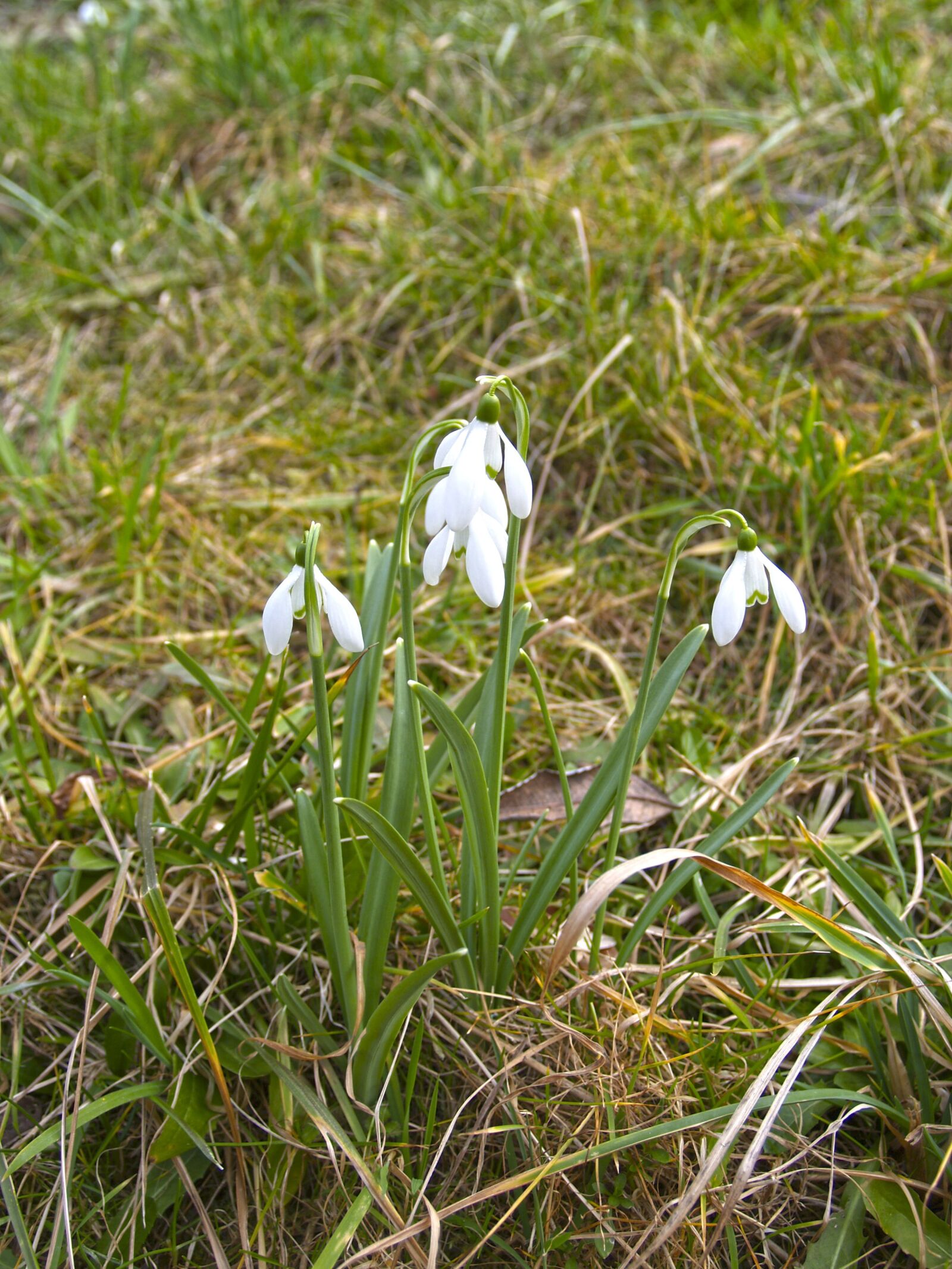 Olympus E-300 (EVOLT E-300) sample photo. Snowdrop, signs of spring photography