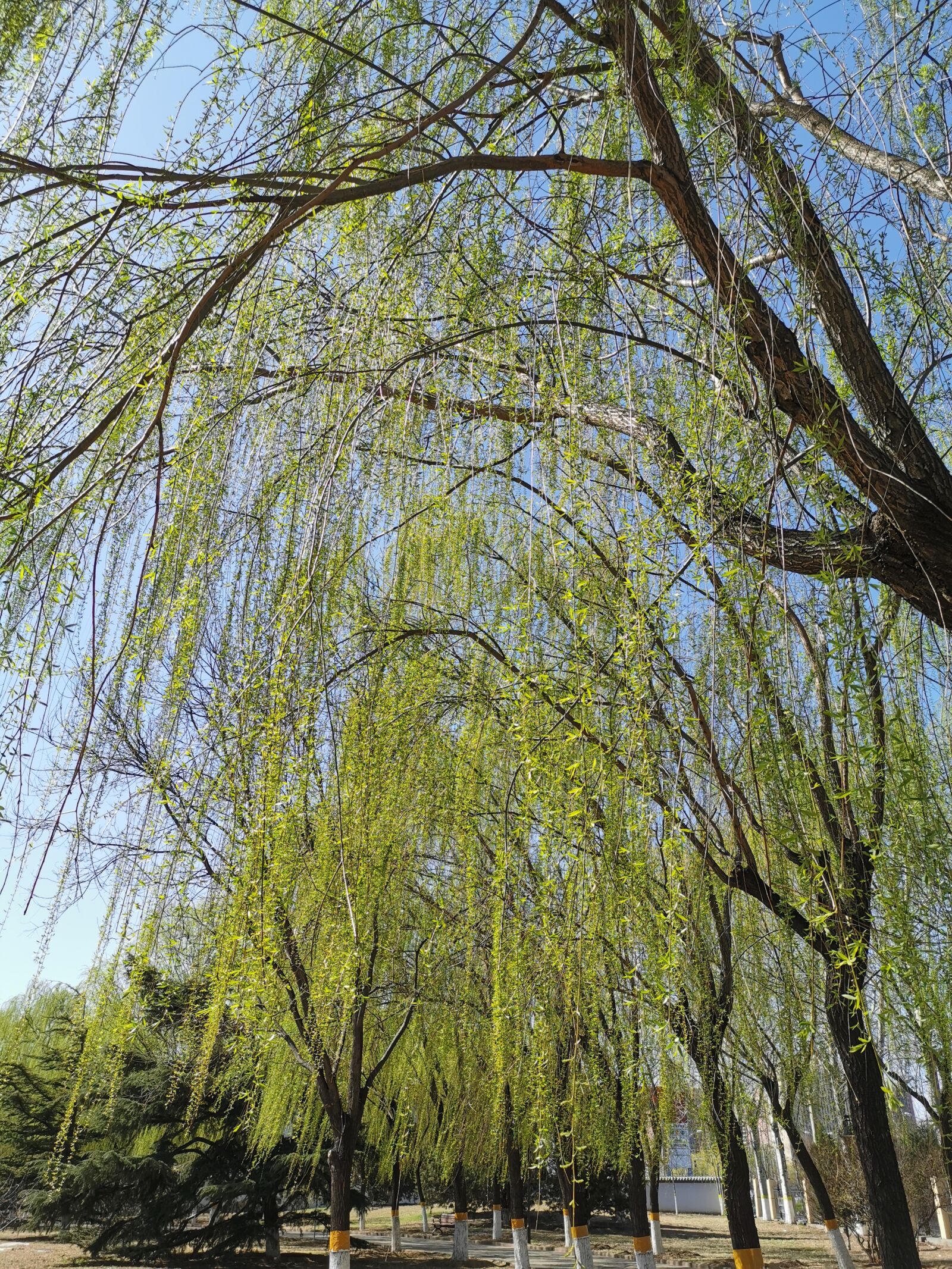 HUAWEI P30 sample photo. Willow, weeping willow, green photography