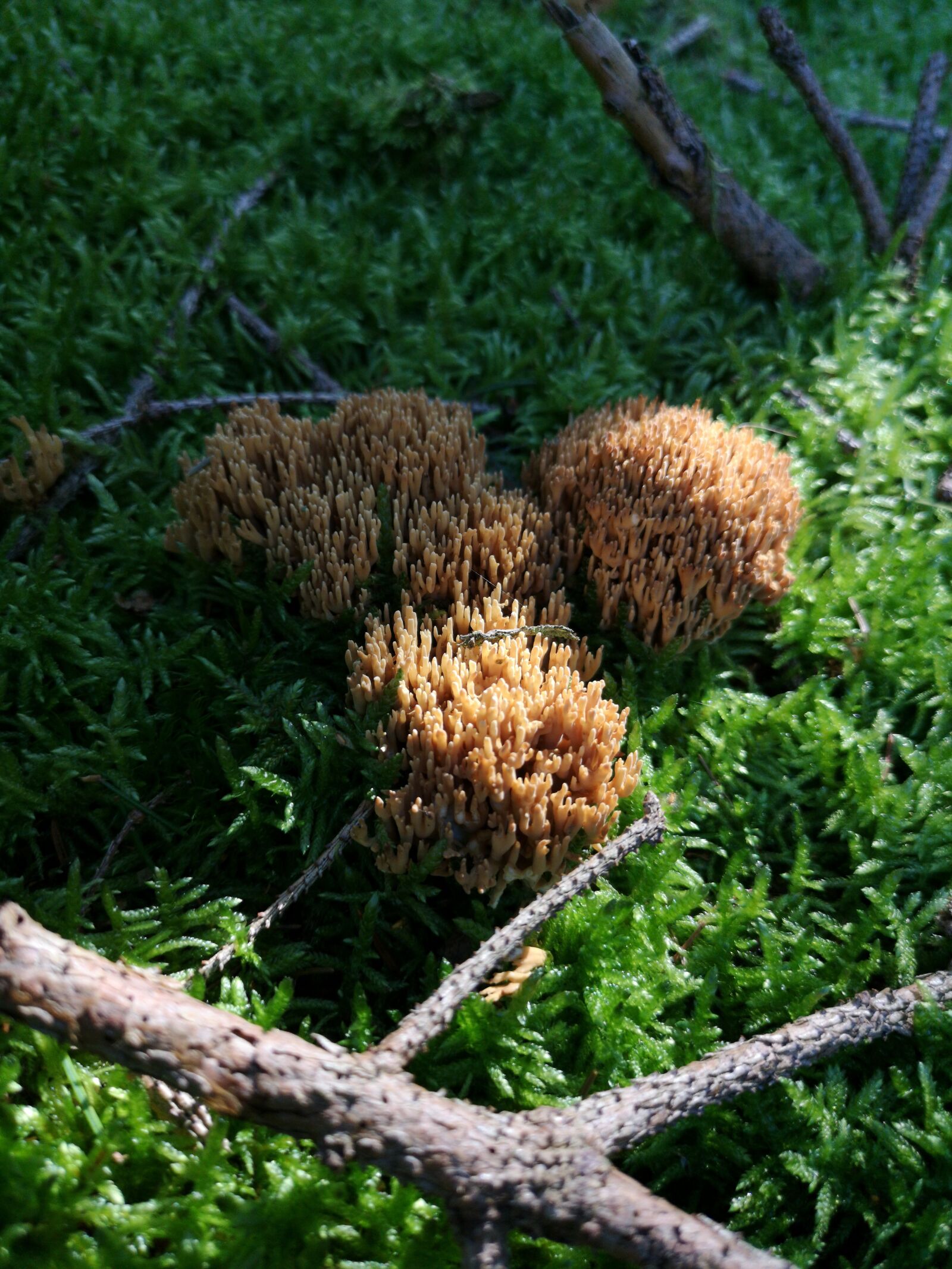 HUAWEI CLT-L29 sample photo. Fungi, mushrooms, forest photography