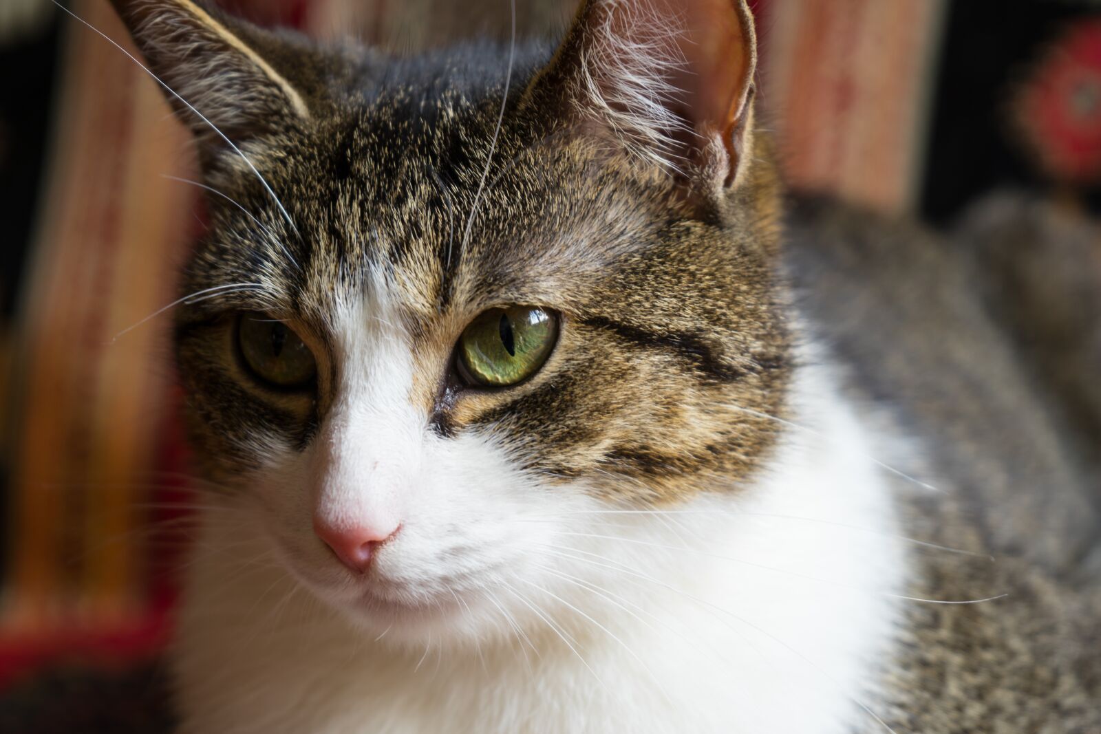 Sony a7 + Sony FE 28-70mm F3.5-5.6 OSS sample photo. Cat, pet, animal photography