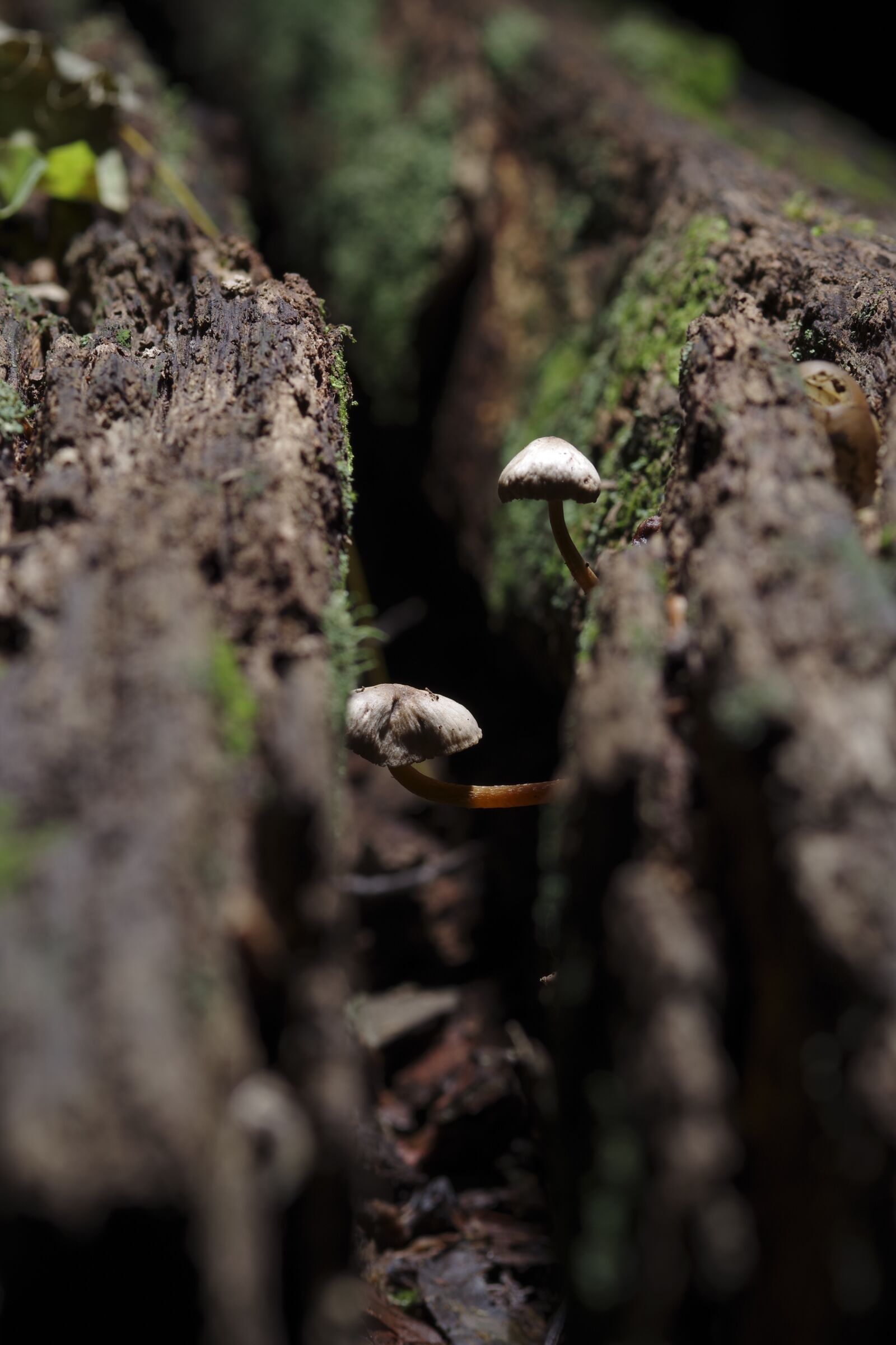 Pentax K-70 sample photo. Mushroom, wild, woods photography