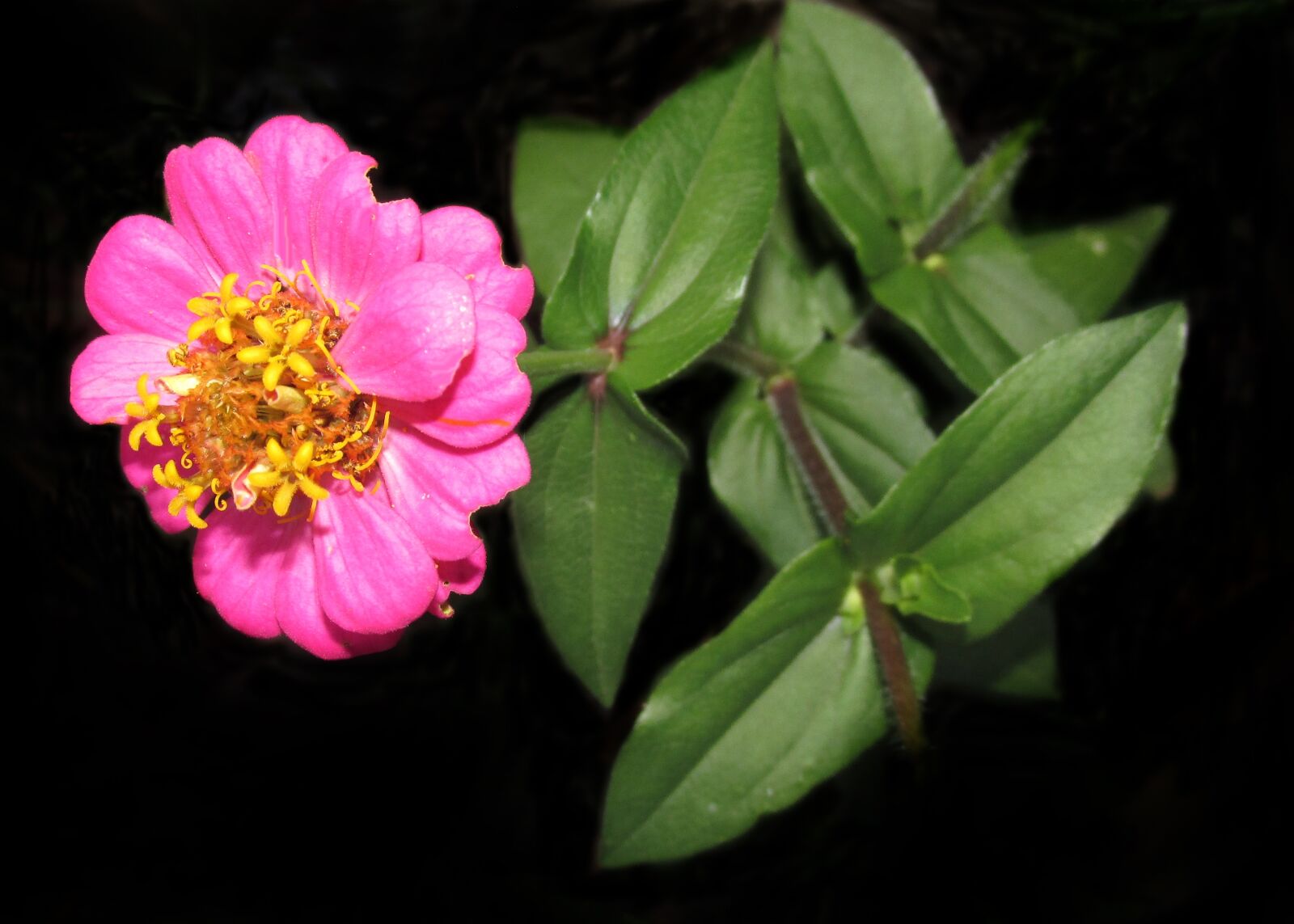 Canon PowerShot SX170 IS sample photo. Nature, flower, flora photography