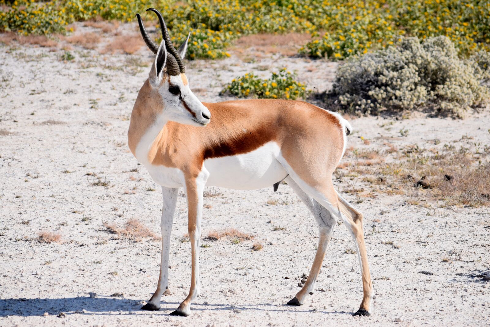 Nikon D5300 sample photo. Springbok, male, antelope photography