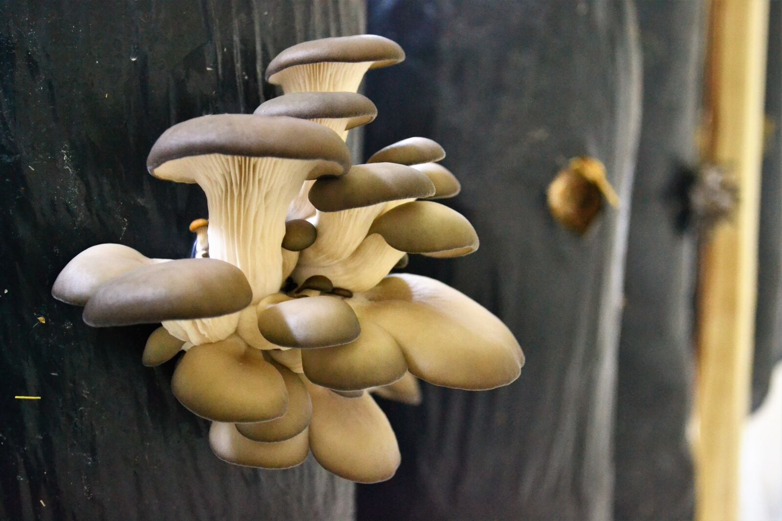 Nikon D3100 sample photo. Mushroom, mushrooms photography
