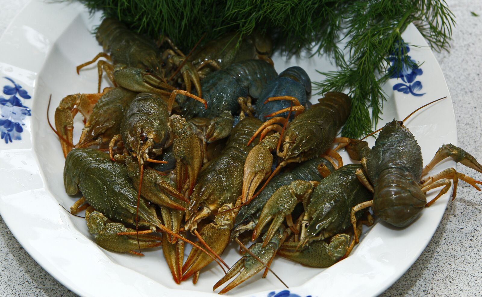 Canon EOS-1D Mark III sample photo. Crayfish, seafood, live photography