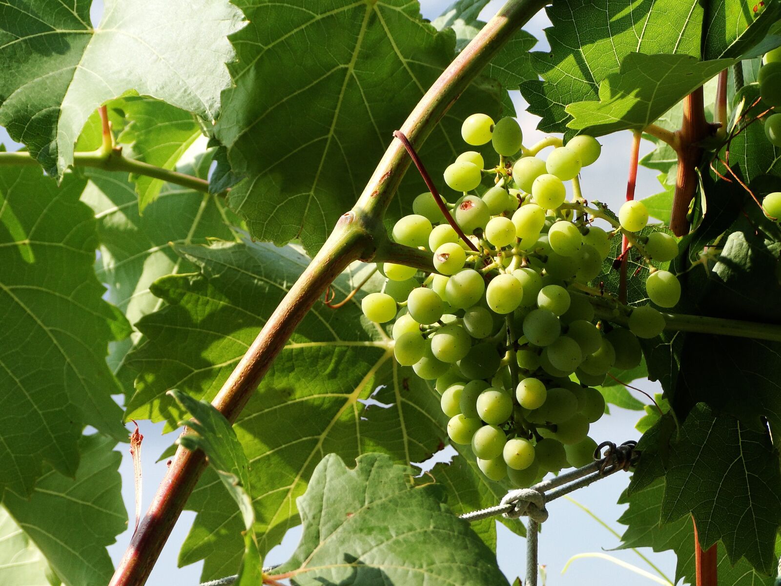 Sony Cyber-shot DSC-HX1 sample photo. Grape, green, summer photography