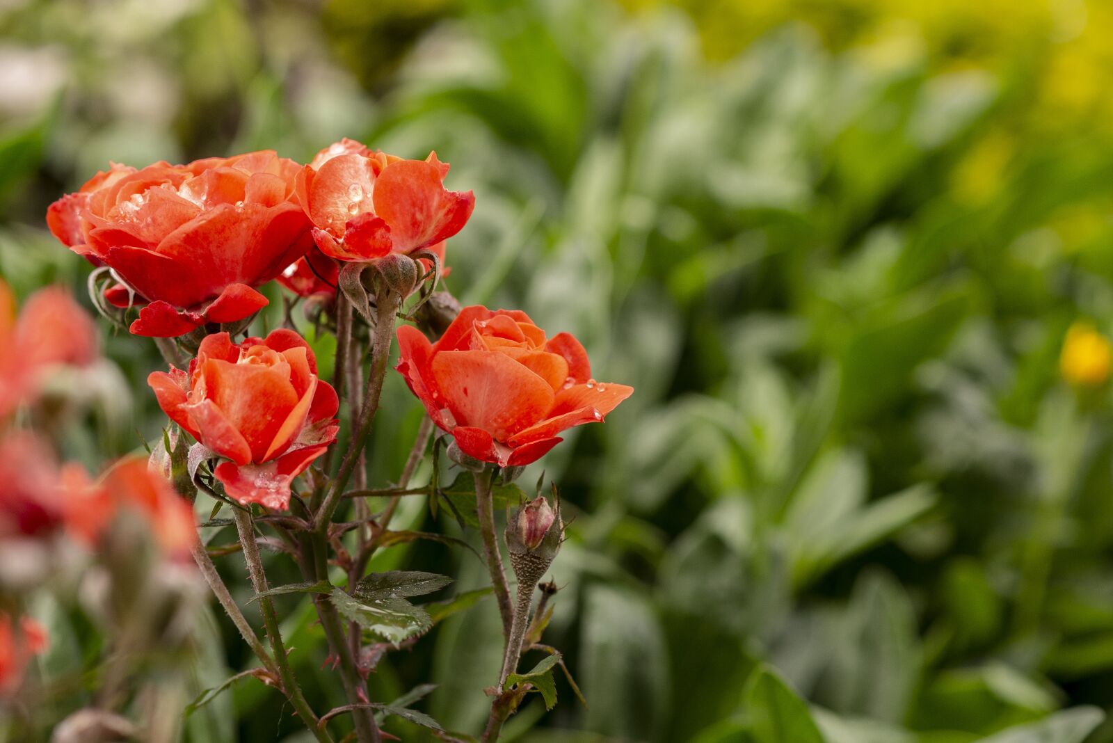Nikon D600 sample photo. Roses, flowers, nature photography
