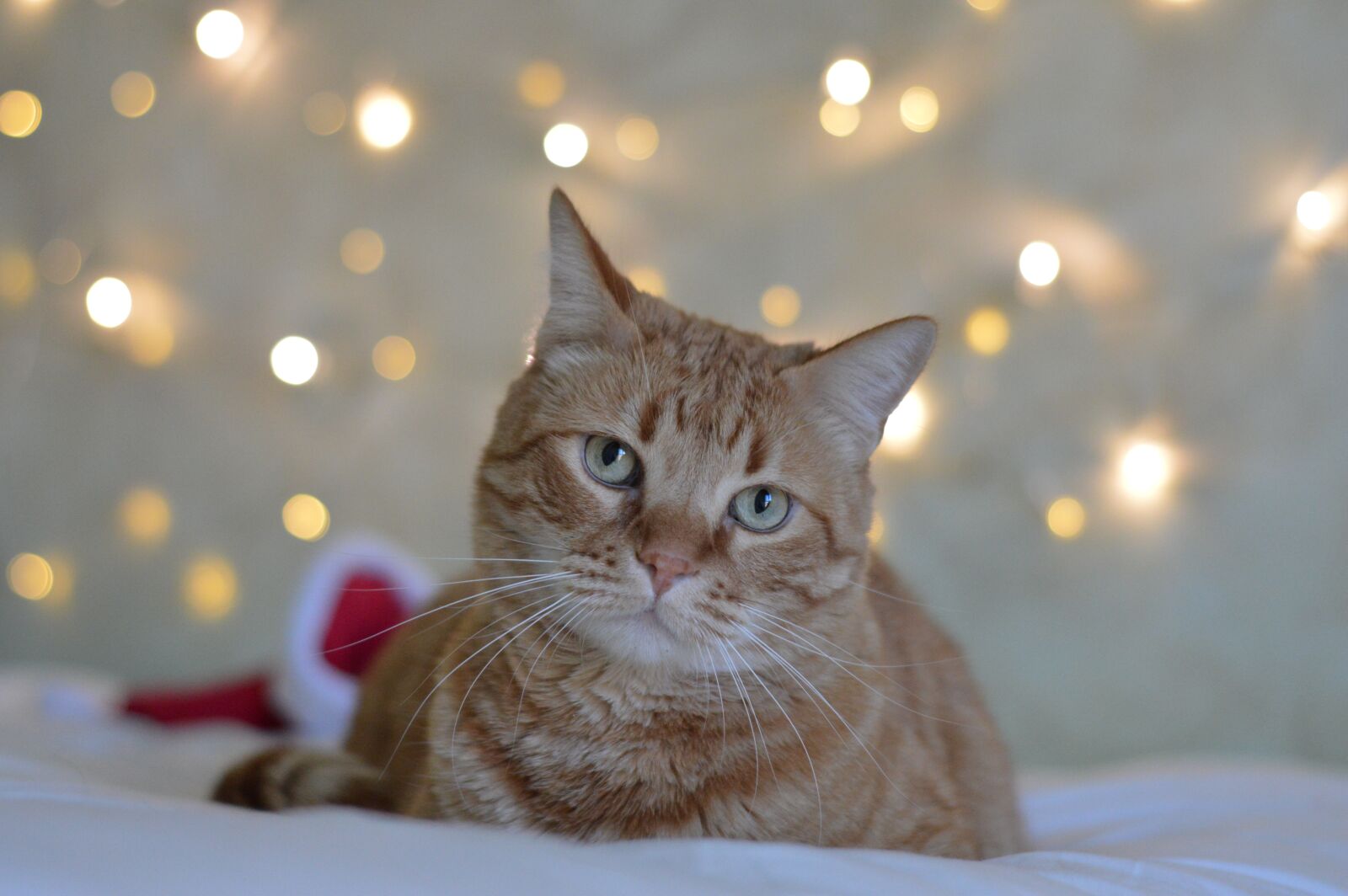 Nikon D3200 sample photo. Nice, cat, animal photography